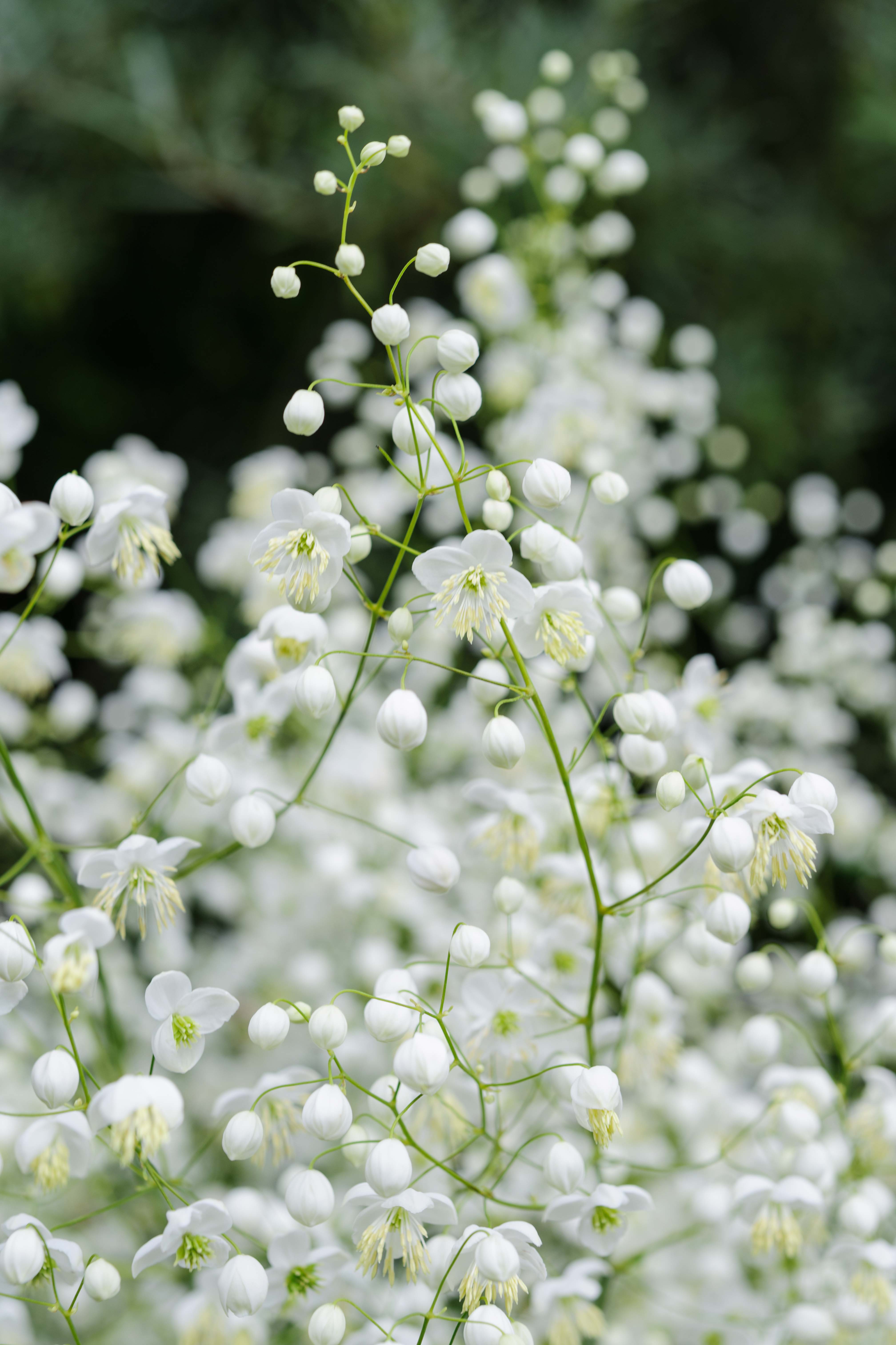 Thalictrum delavayi 'Album' - perfect white flowers for the garden 