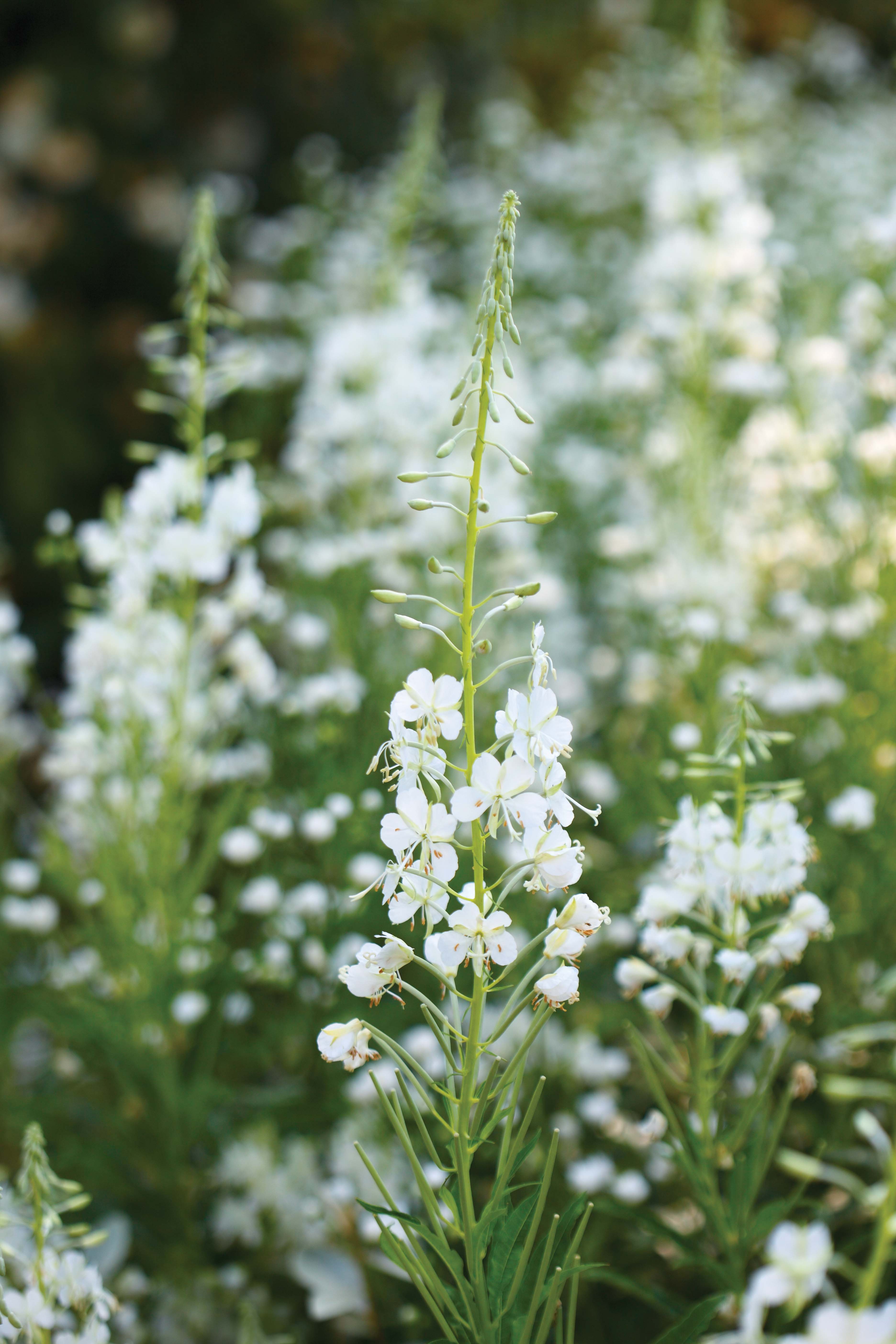 Chamaenerion angustifolium album - perfect white flowers for the garden 