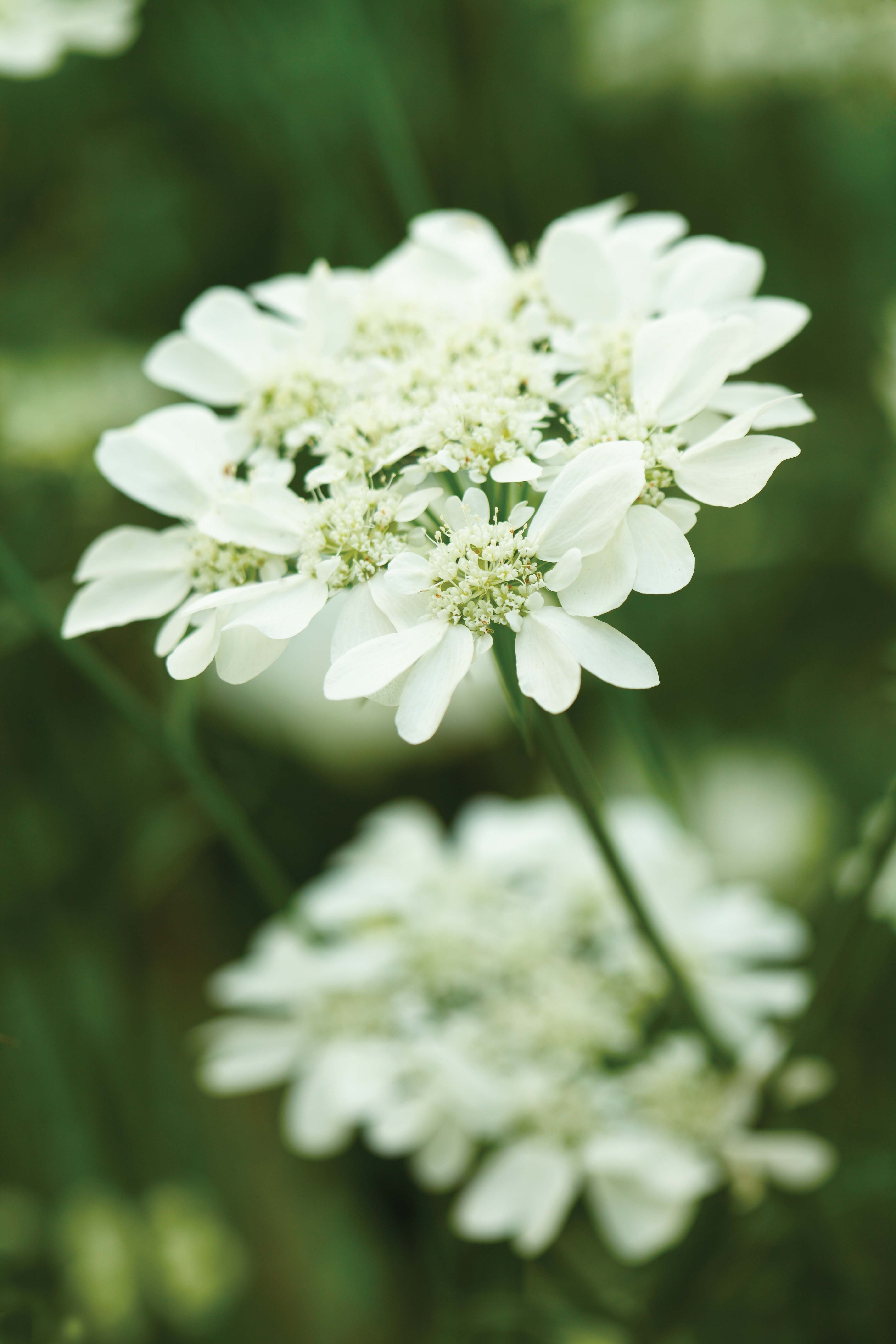 Orlaya grandiflora - perfect white flowers for the garden 