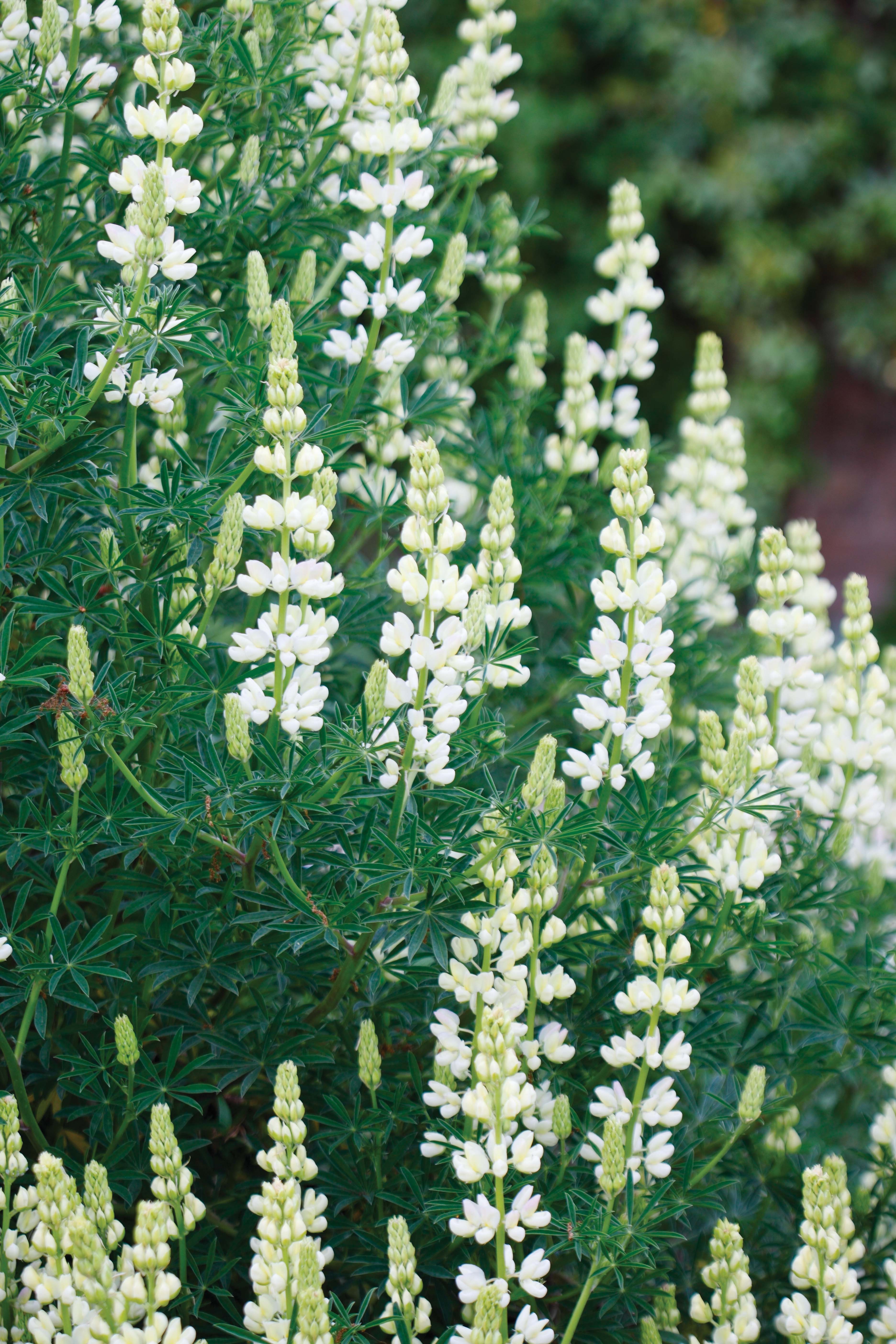 Lupinus 'Snow Queen' - perfect white flowers for the garden 