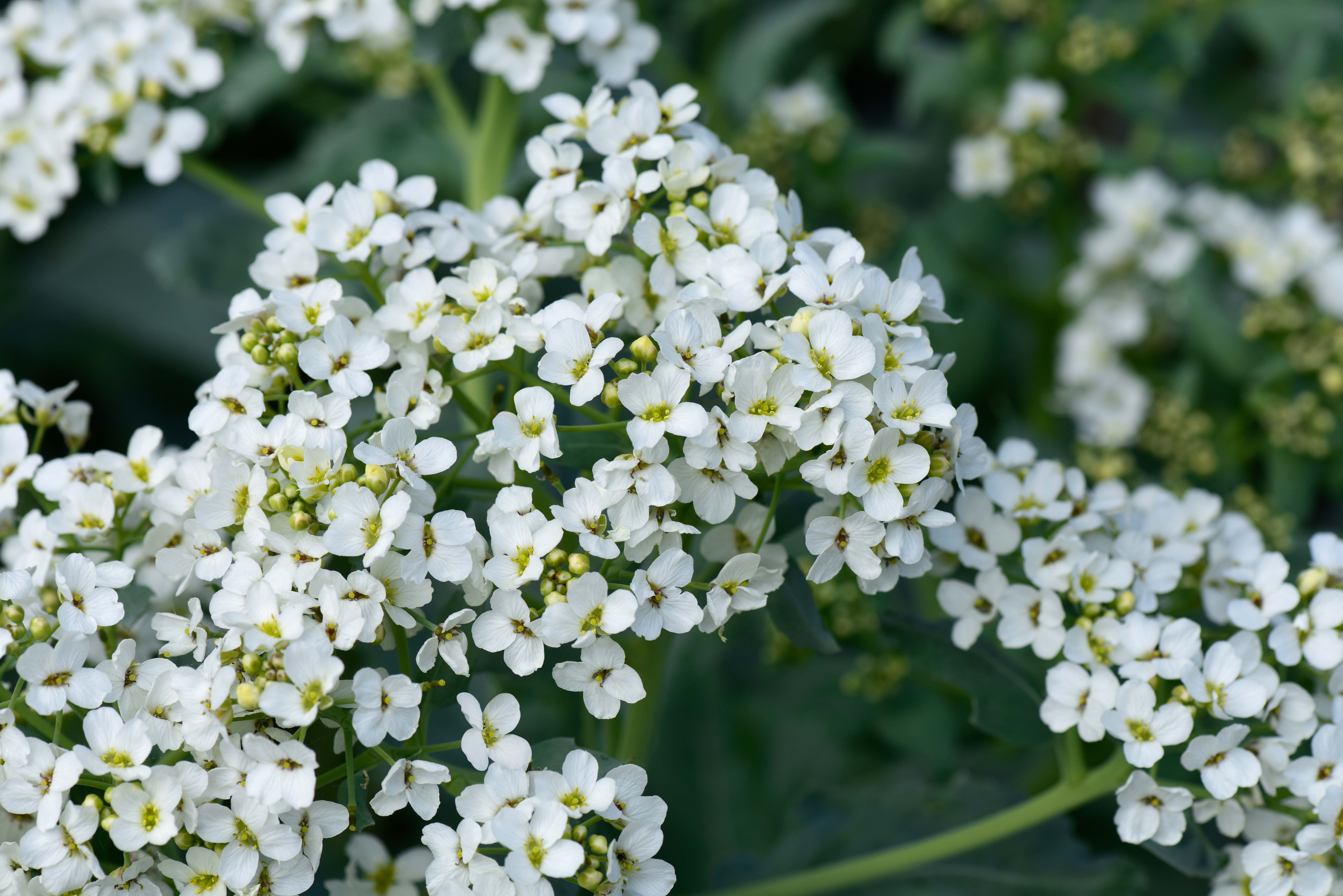 Crambe maritima - perfect white flowers for the garden 