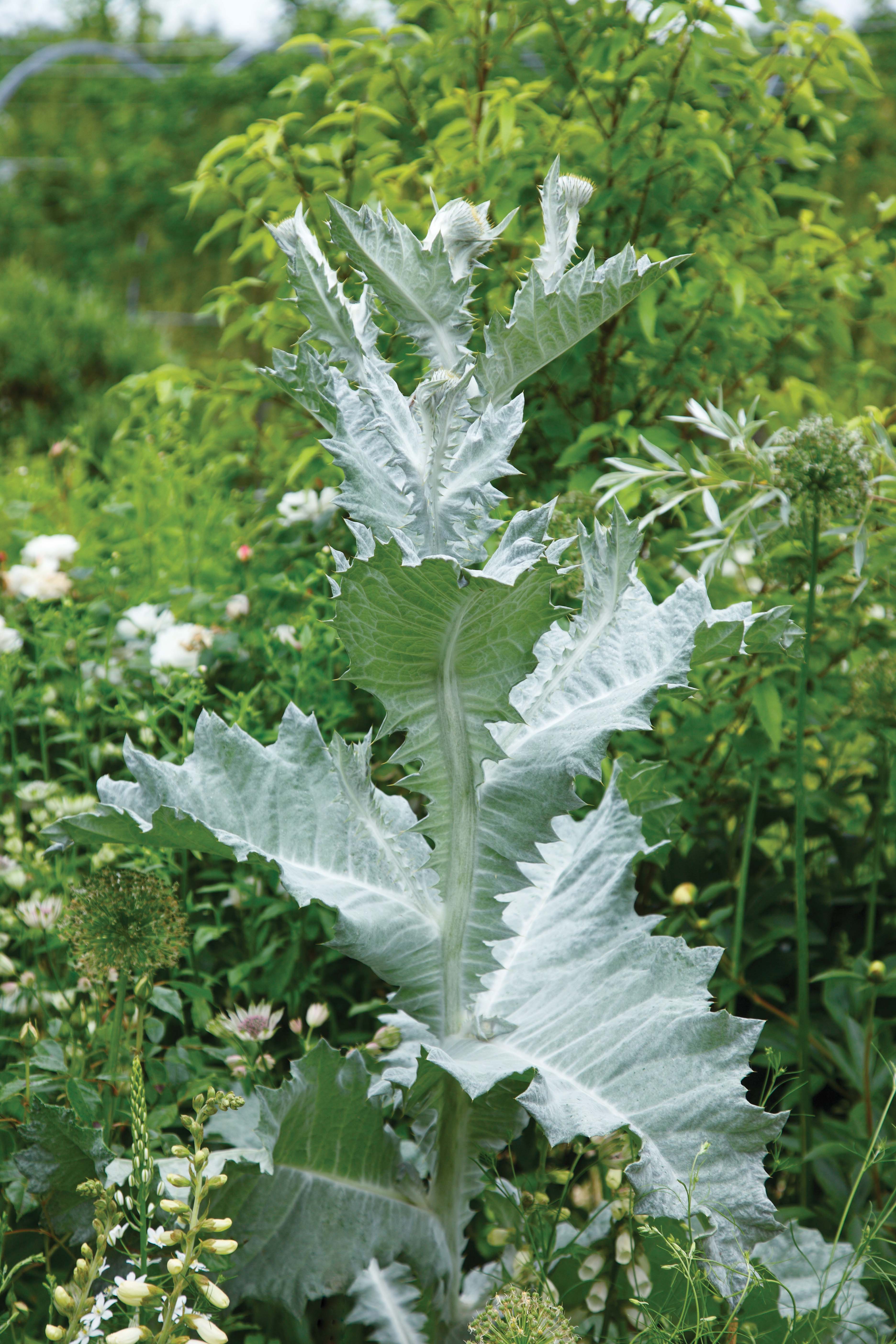 Onopordum acanthium - perfect white flowers for the garden 