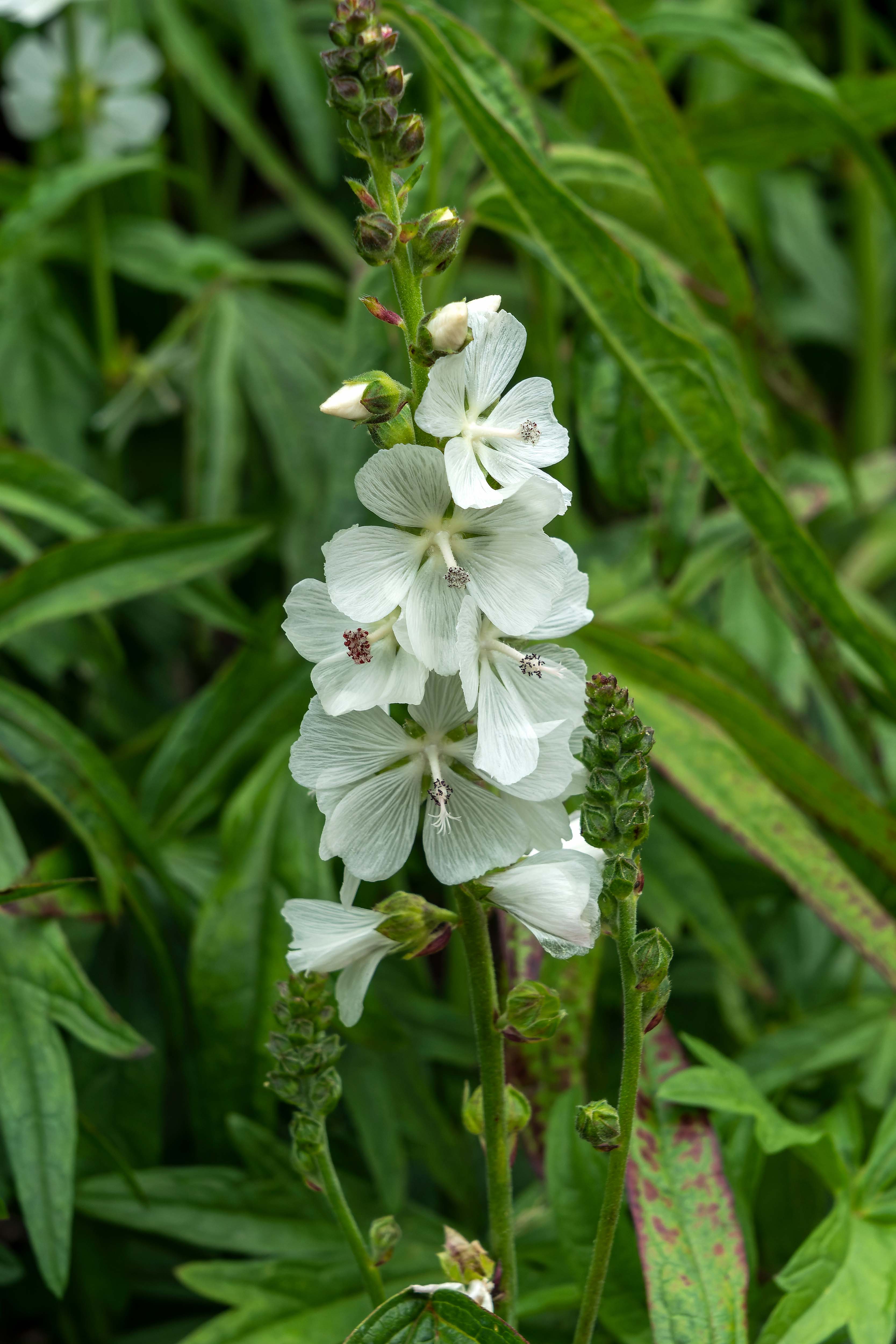 Sidalcea candida - perfect white flowers for the garden 