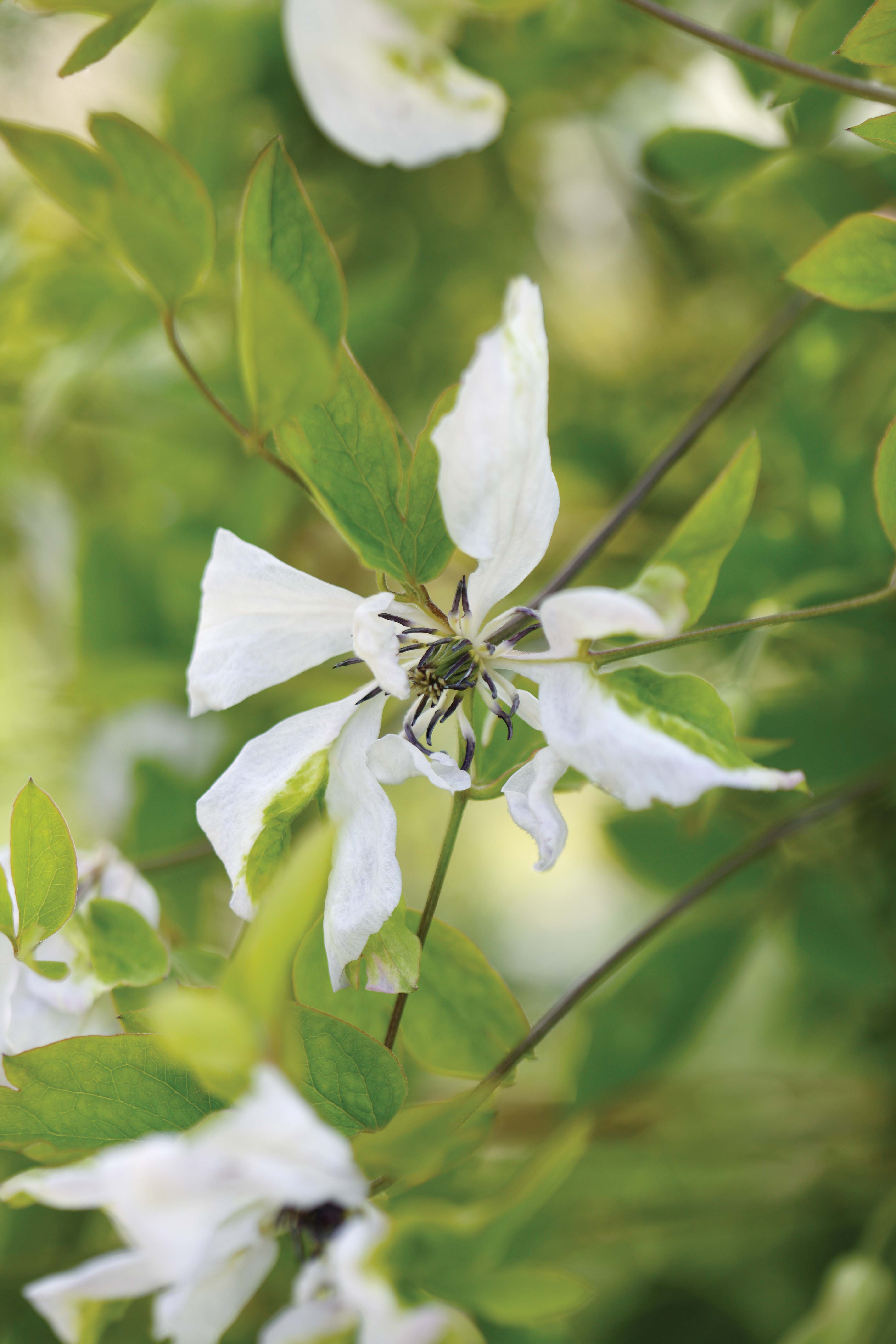 Clematis alba luxurians - perfect white flowers for the garden 