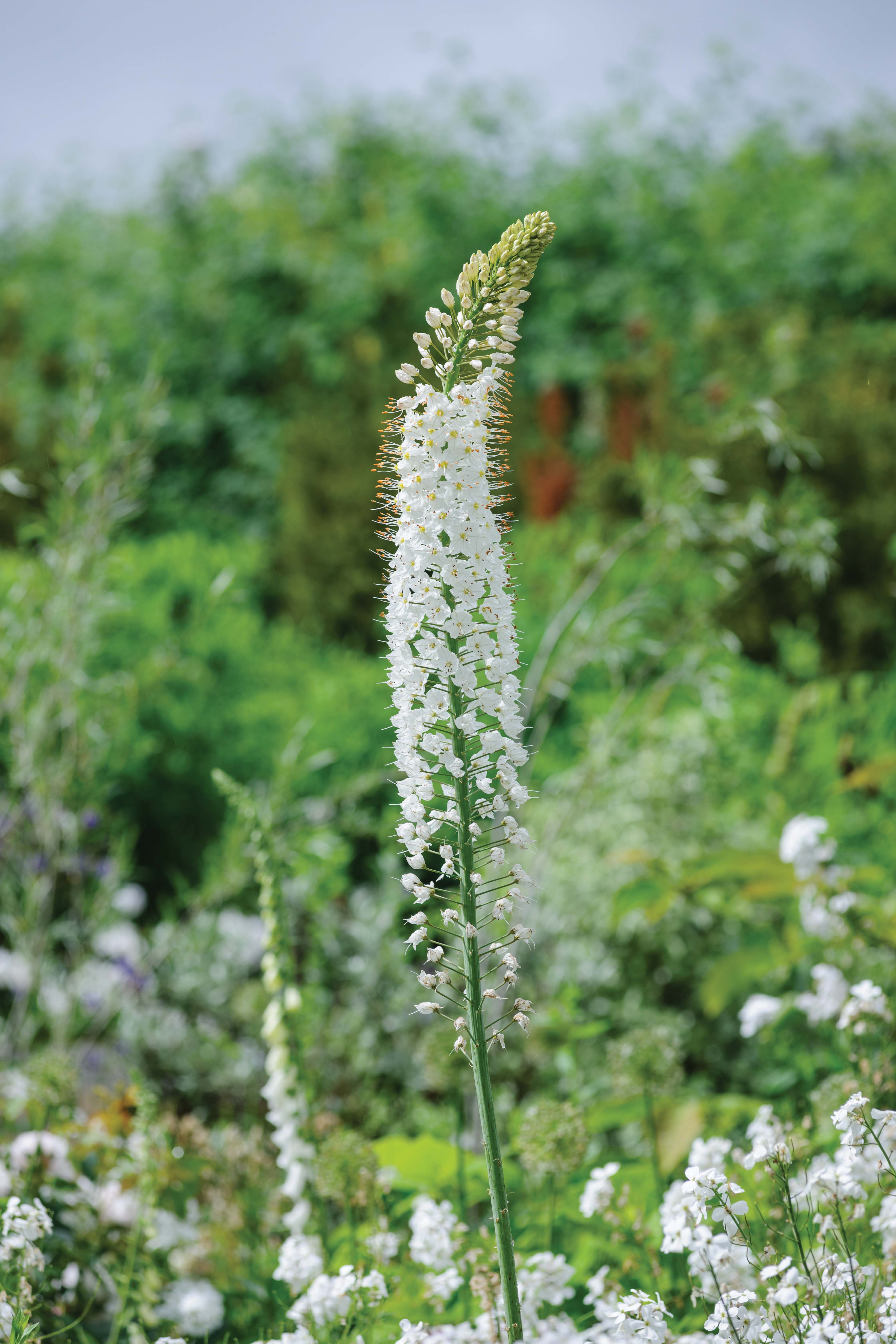 Eremurus 'Joanna' - perfect white flowers for the garden 
