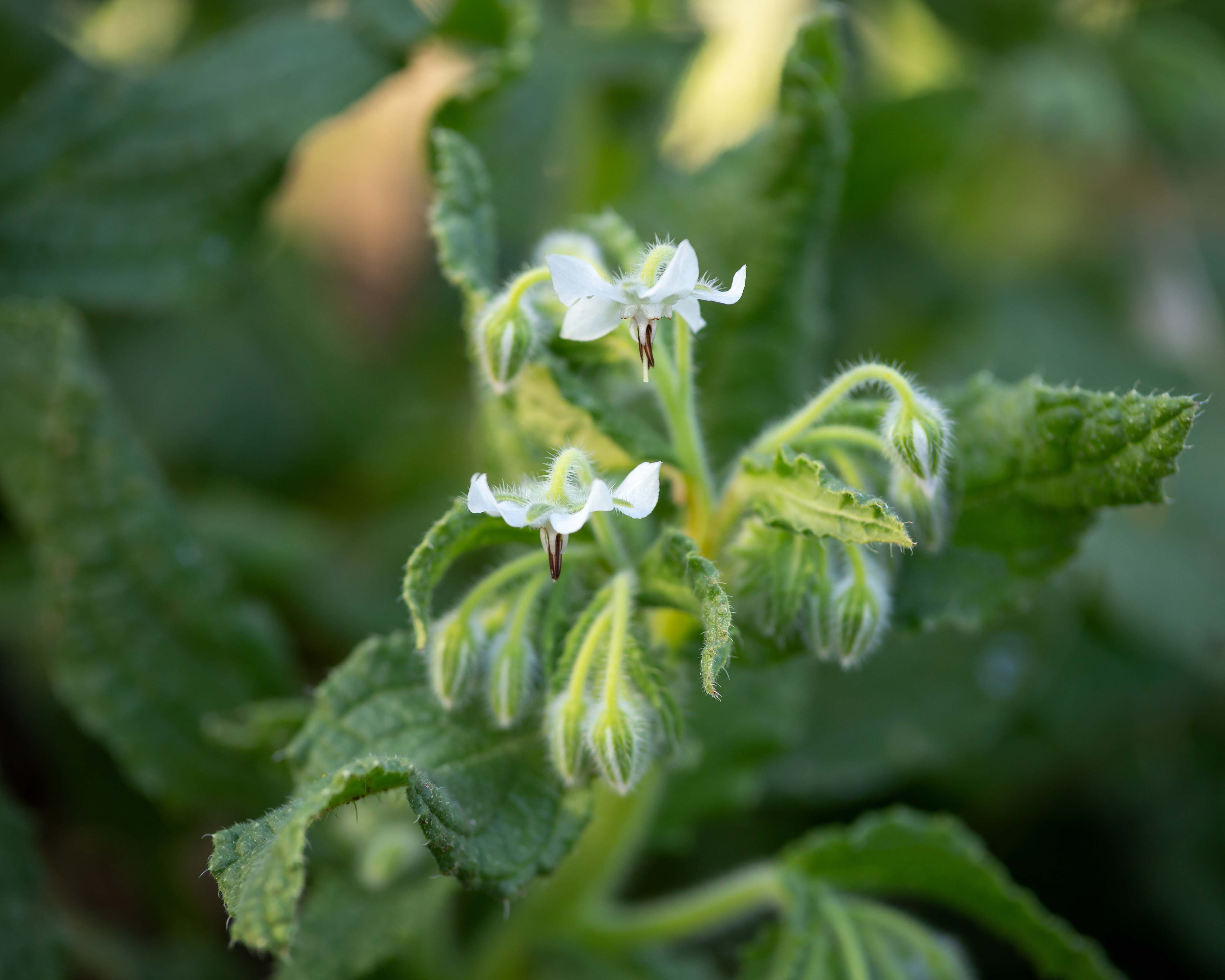 Borago officinalis alba - perfect white flowers for the garden 