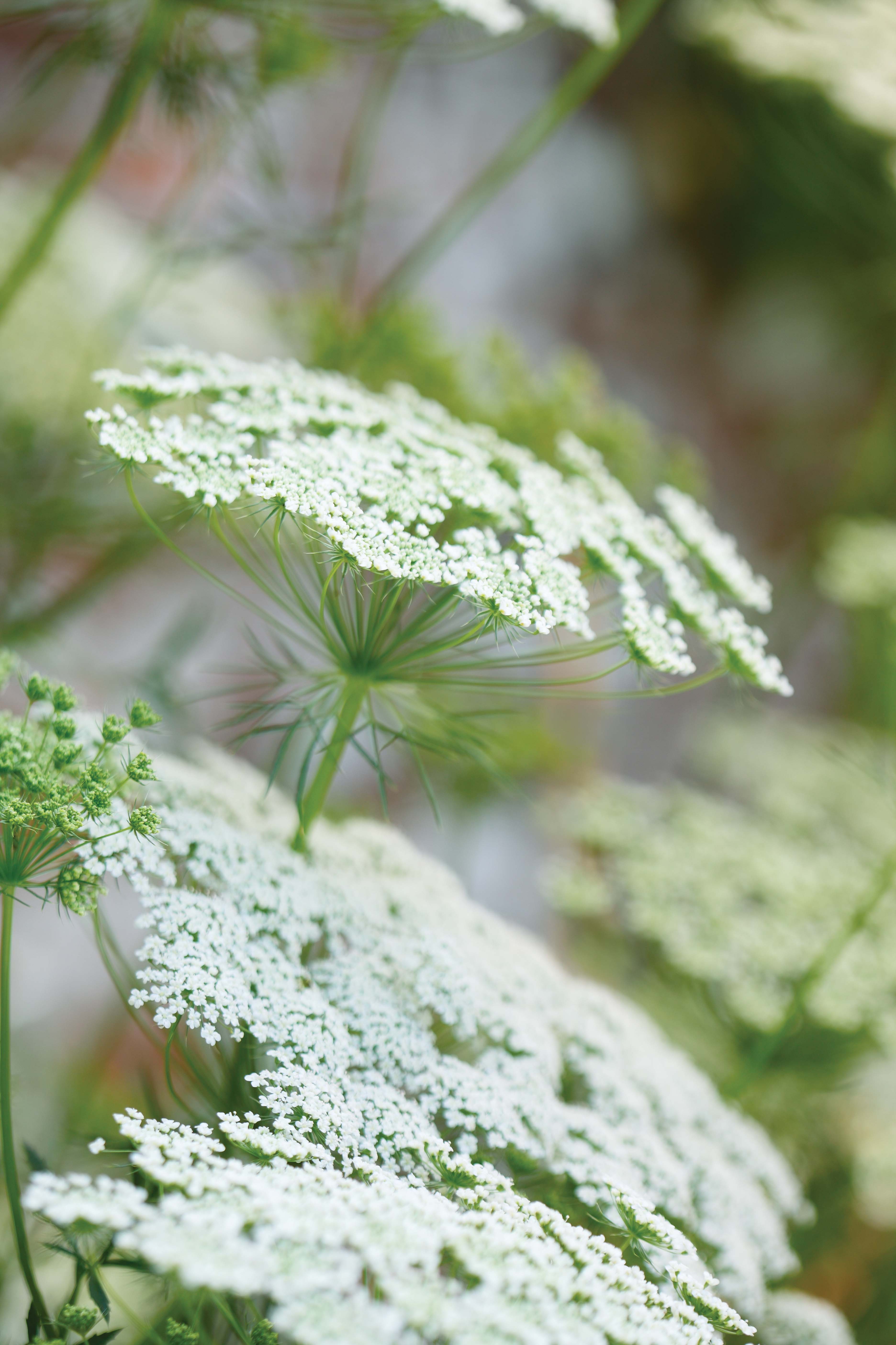 Ammi majus - perfect white flowers for the garden 