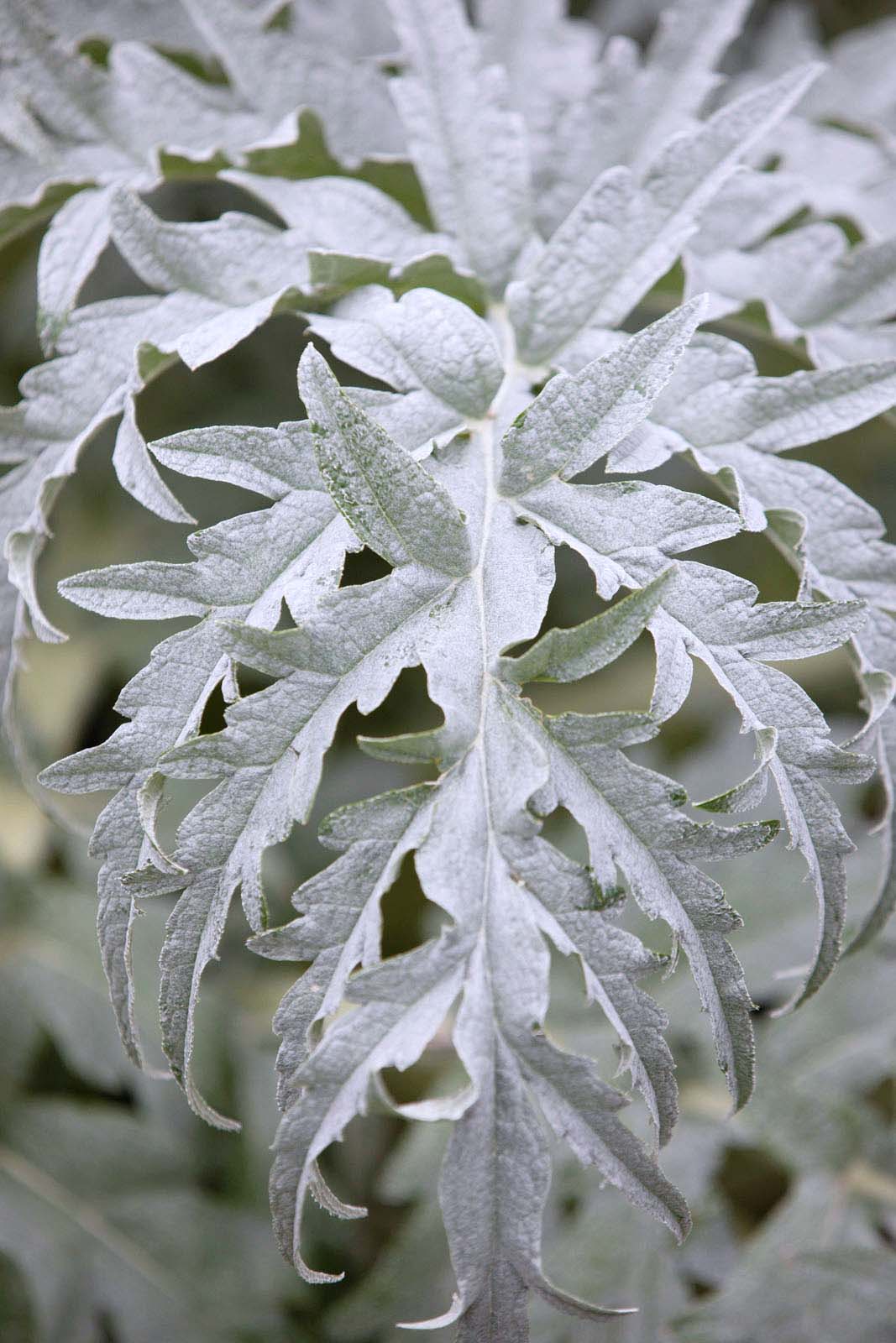 Cynara cardunculus - perfect white flowers for the garden 