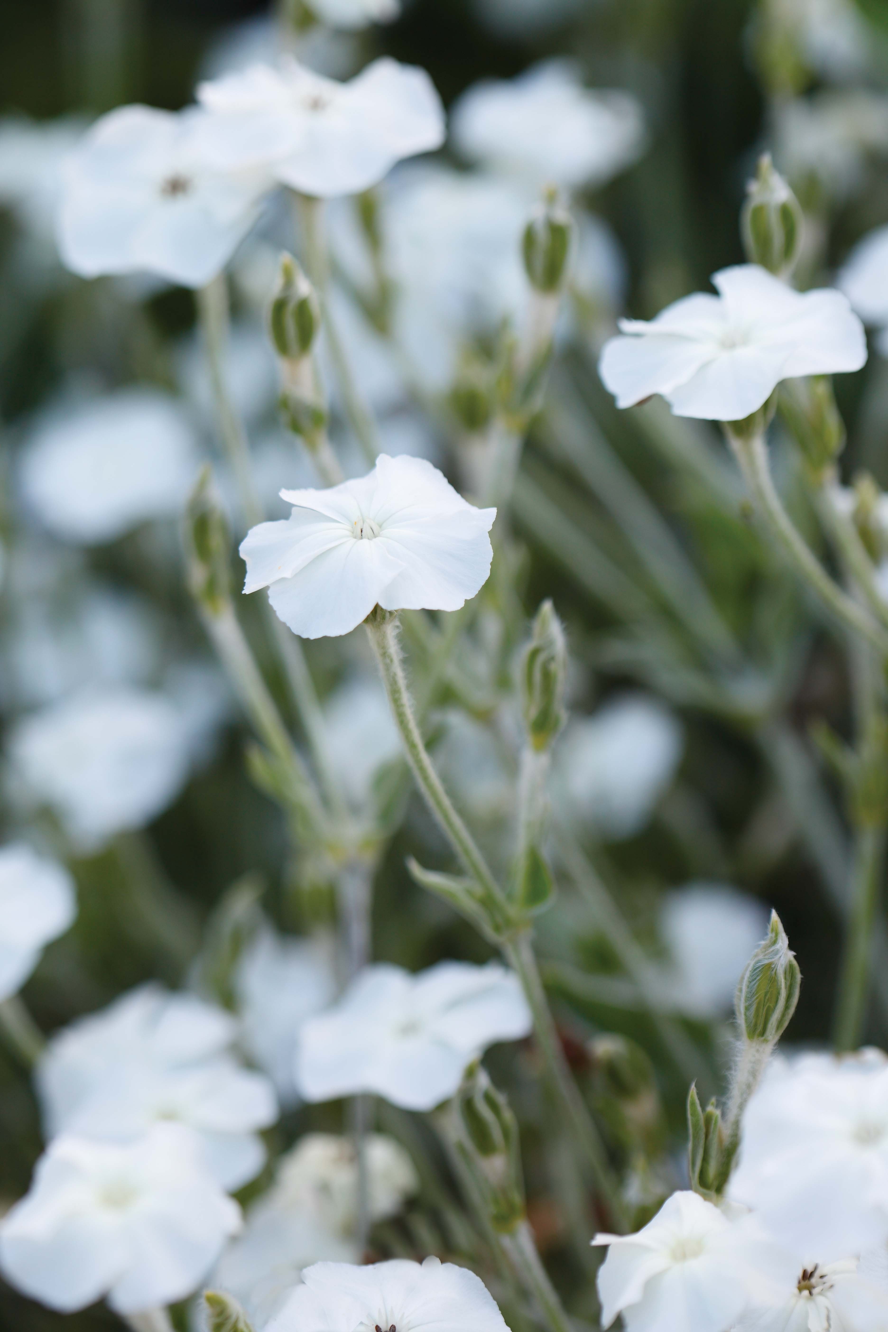 Lychnis coronaria 'Alba' - perfect white flowers for the garden 