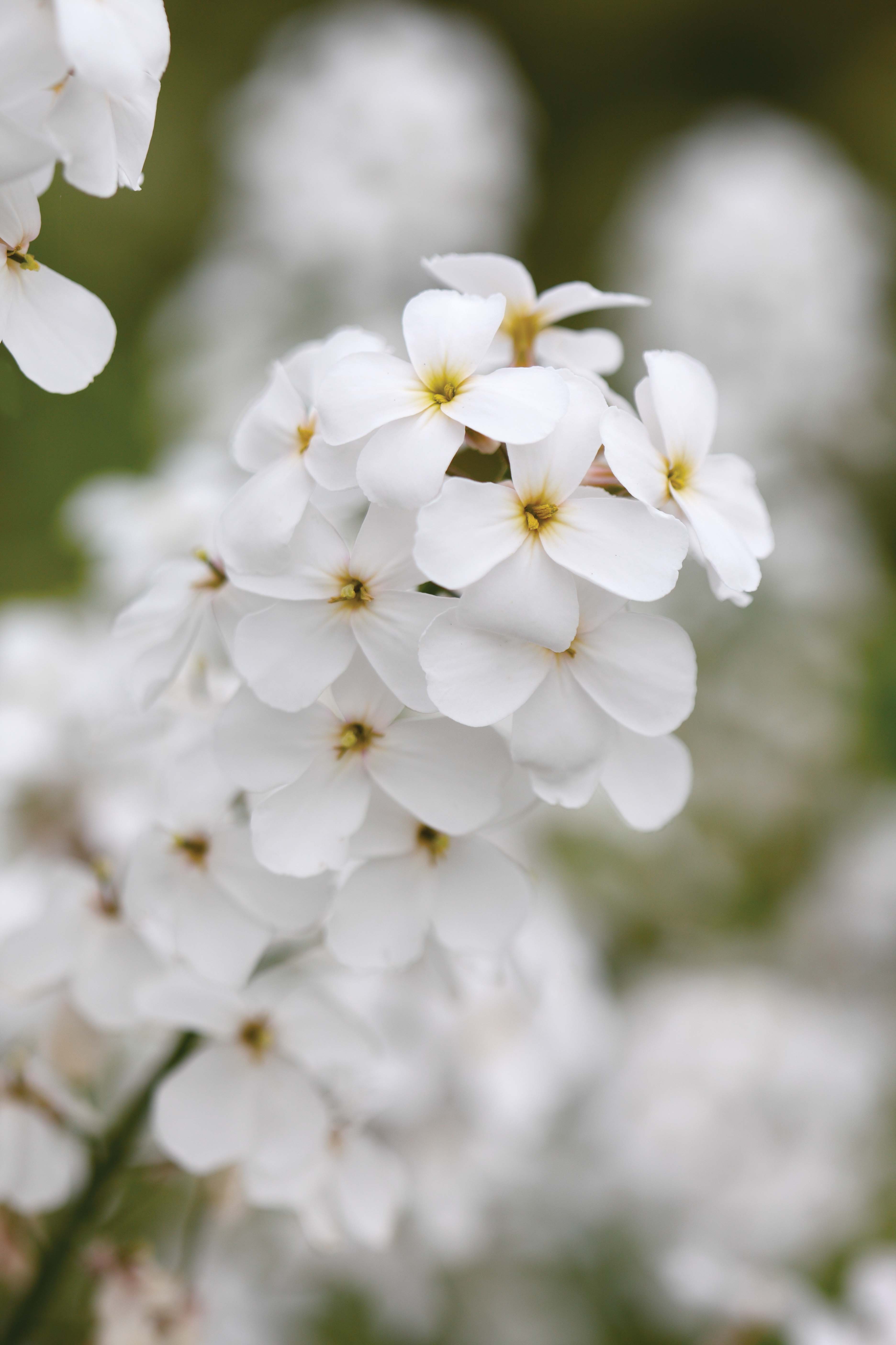 Hesperis matronalis var. albiflora - perfect white flowers for the garden 