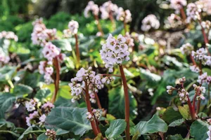 Bergenia ‘Schneekoenigin’ Bergenia ‘Schneekoenigin’