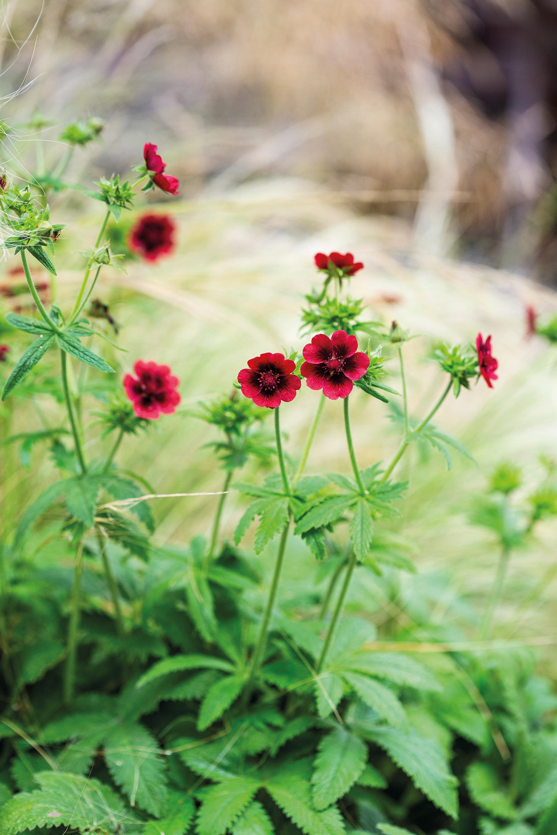 Potentilla thurberi ‘Monarch’s Velvet’