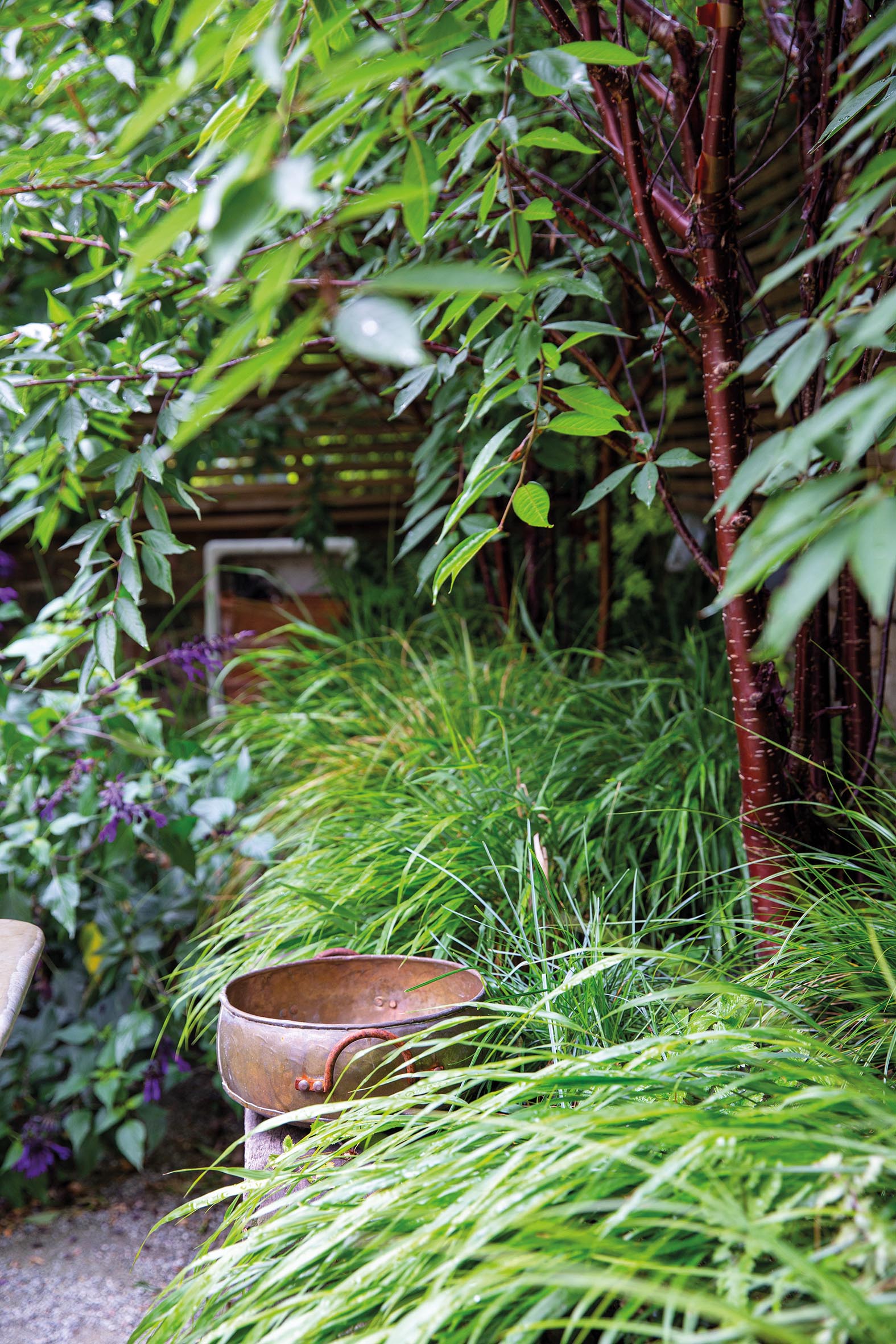 Tibetan cherries underplanted with Hakonechloa macra
