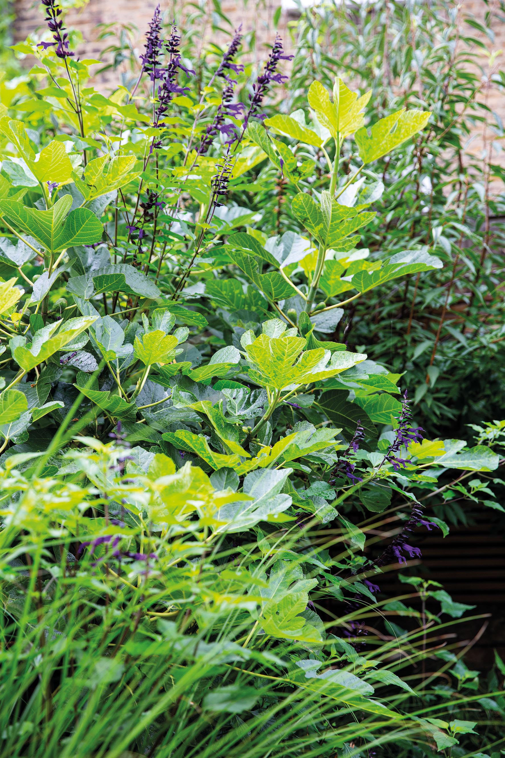 Salvia ‘Amistad’
