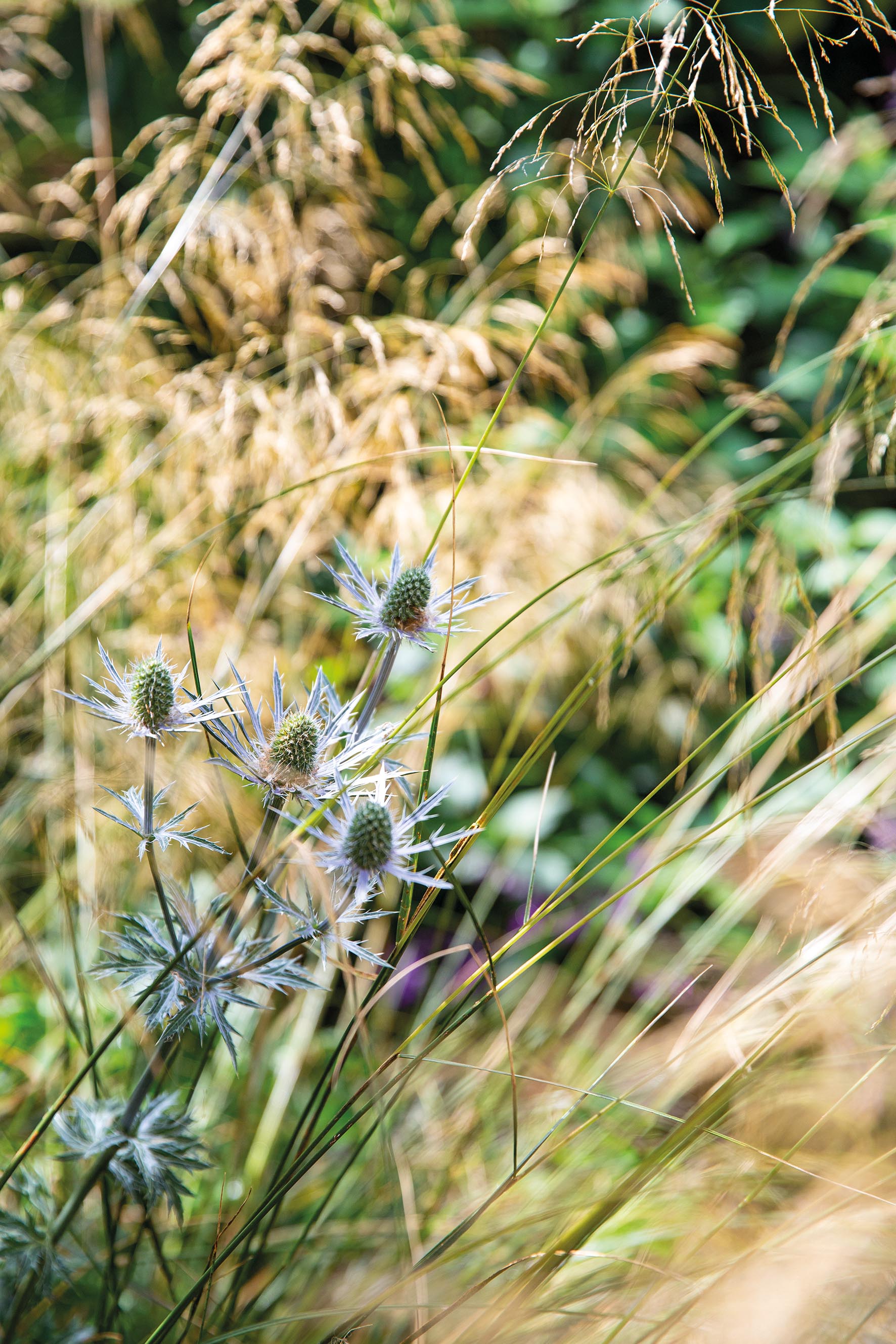 Deschampsia cespitosa ‘Goldtau’ and Eryngium x zabelii ‘Big Blue’