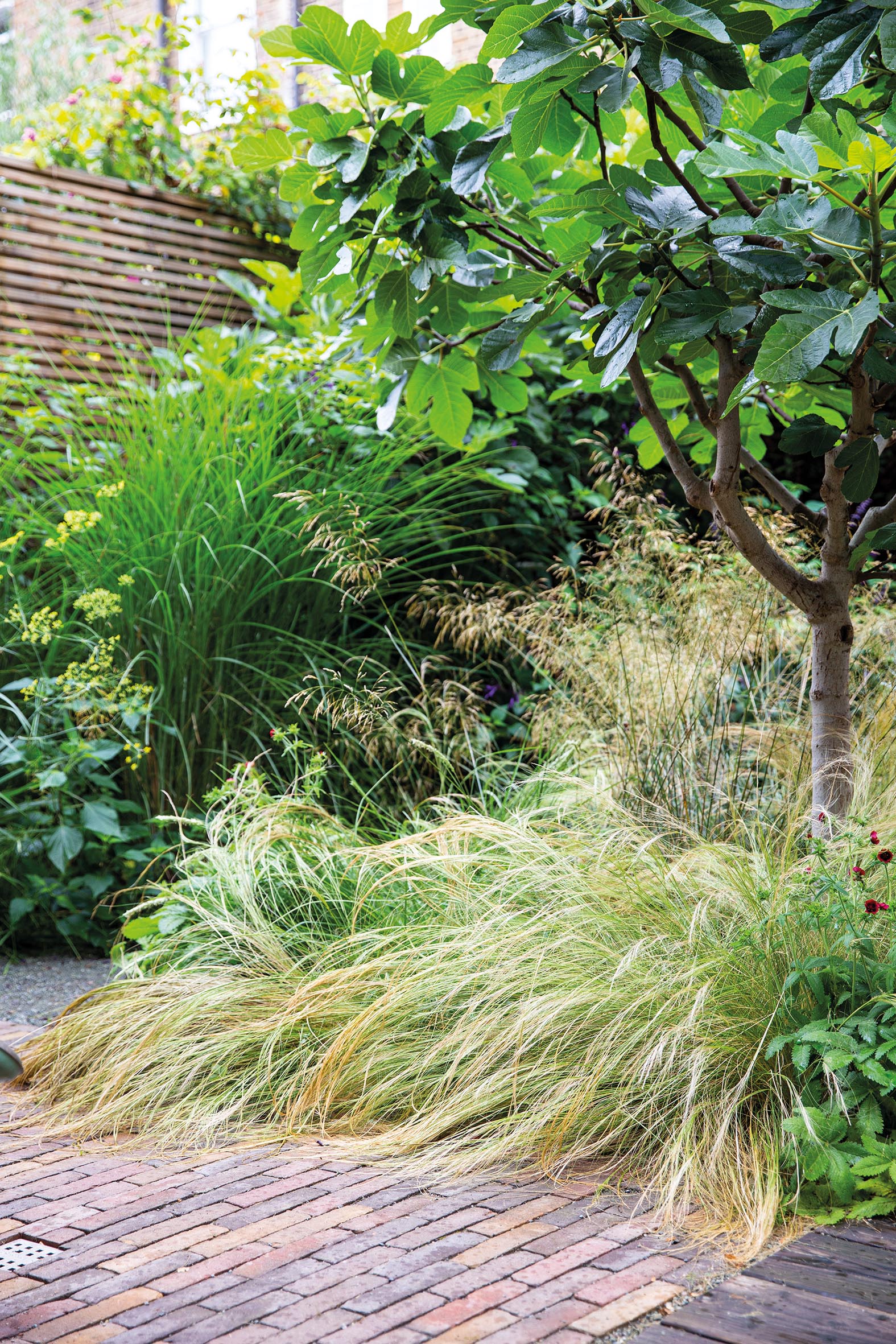 Stipa tenuissima and Ficus carica ‘Brown Turkey’ in Stoke Newington garden by Ula Maria