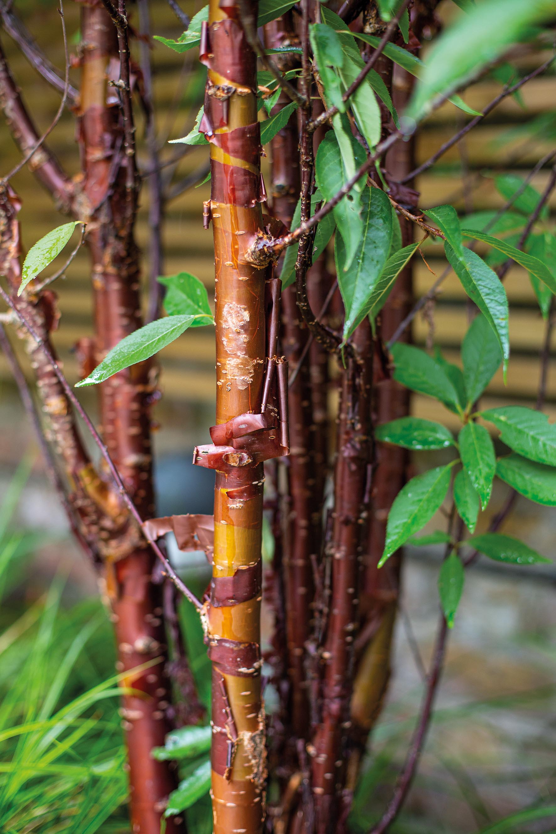 Prunus serrula