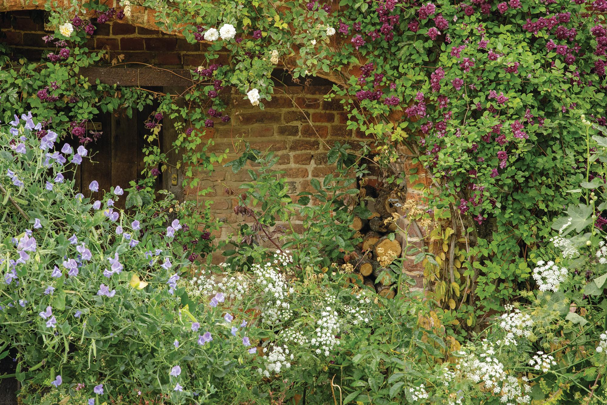 Bred and introduced as early as 1904, Lathyrus odoratus ‘Flora Norton’ is a clear mauve-blue flowering sweet pea with a delicious scent. Here it is combined with the reddish-purple, double flowers of Clematis ‘Purpurea Plena Elegans’ and the fresh white blooms of Rosa ‘Alister Stella Gray’.
