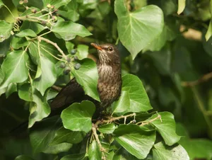 A pretty female Blackbird, Turdus merula, eating ivy berries in woodland in the UK. A female Blackbird, Turdus merula, eating ivy berries
