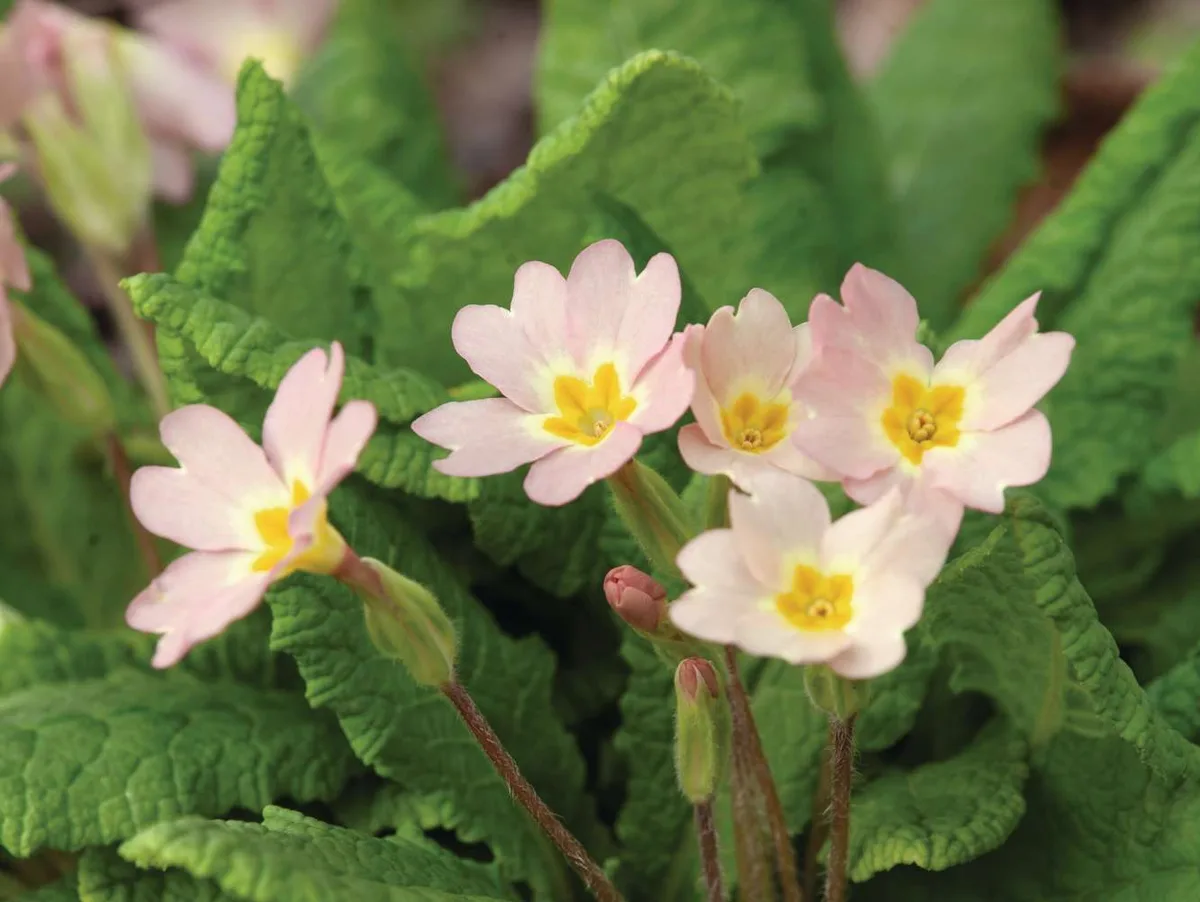 IMG_5215(Primula-vulgaris-Pink-Form)_preview Primula vulgaris Pink Form © Huw Morgan