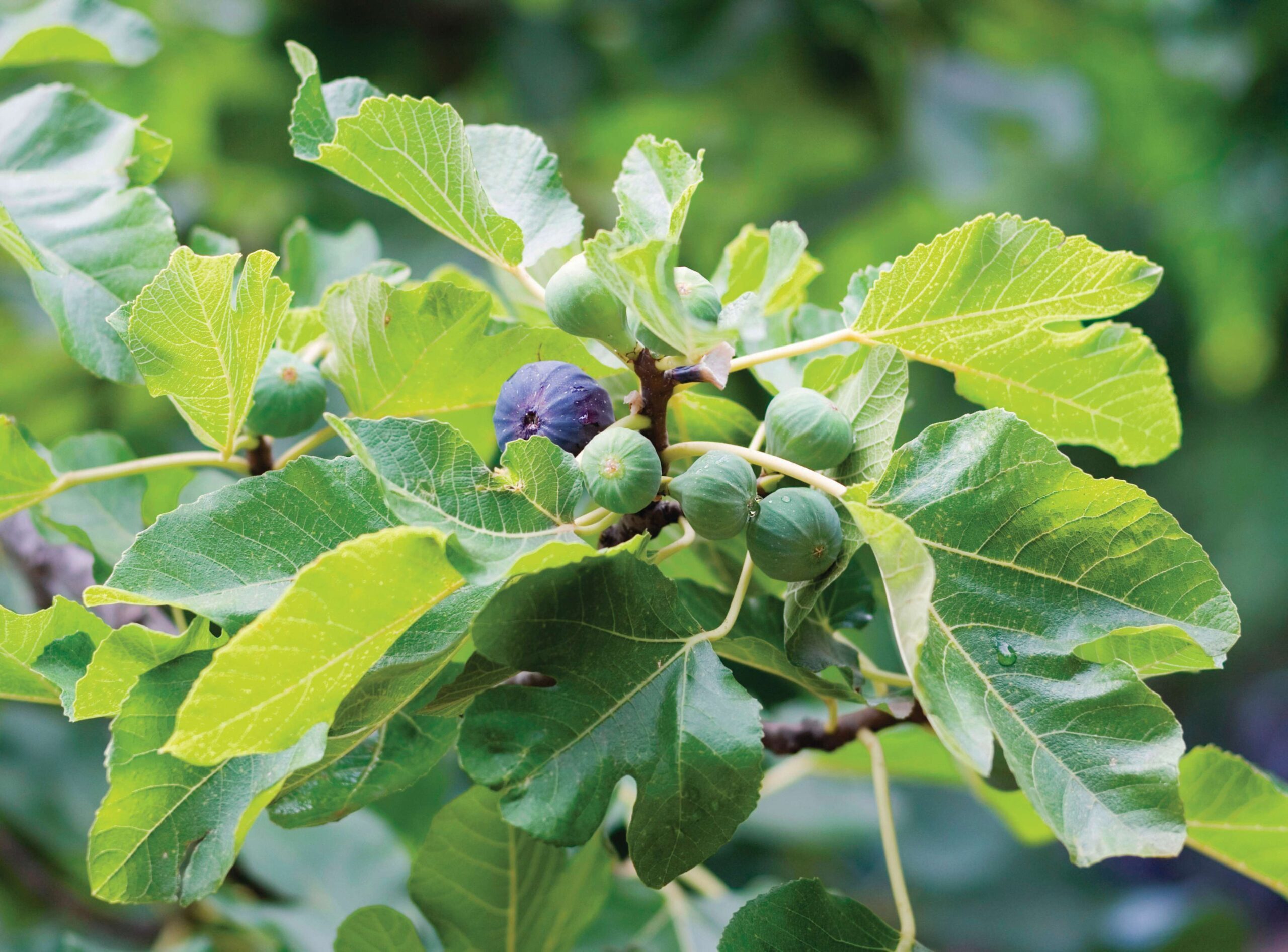Ficus carica