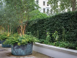 trees for pots Trees growing in large pots