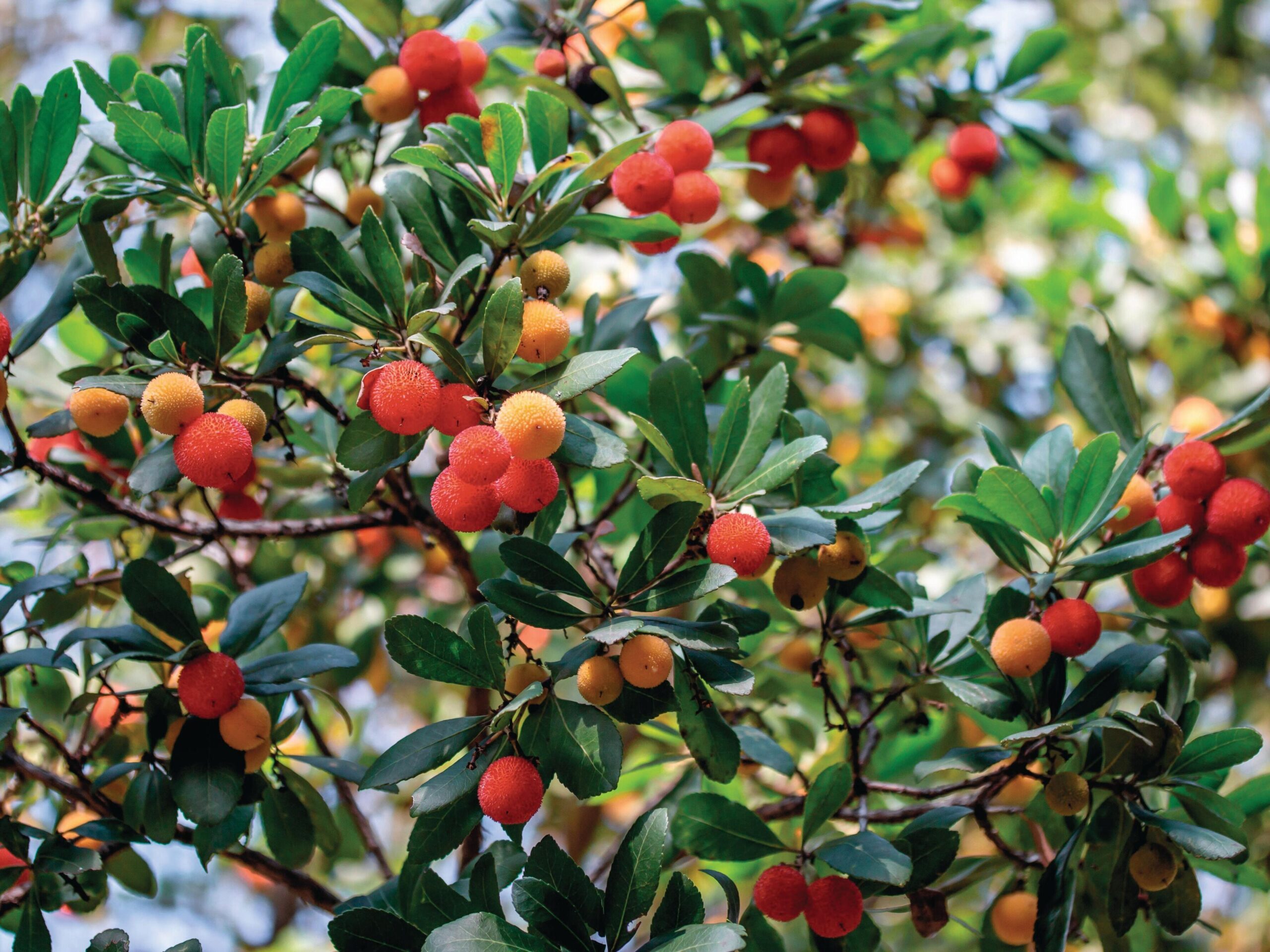 Fruit tree
