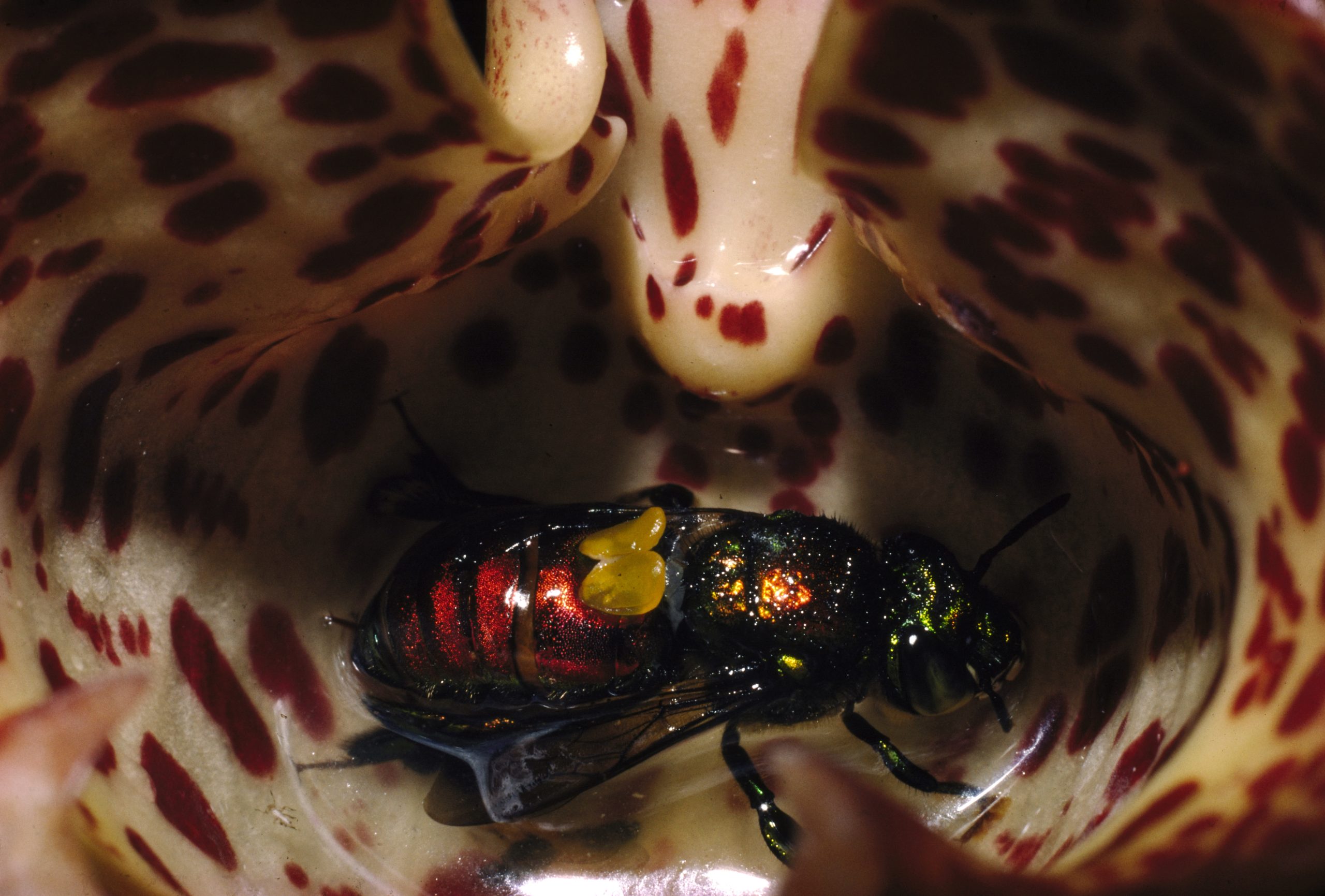 Orchid coryanthes sp. euglossine bee