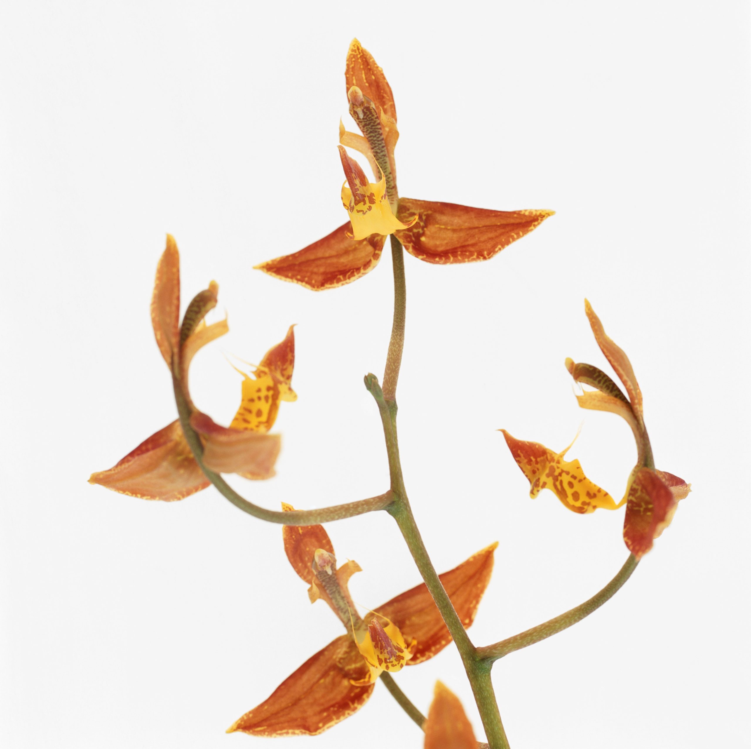 Gongora orchid 
