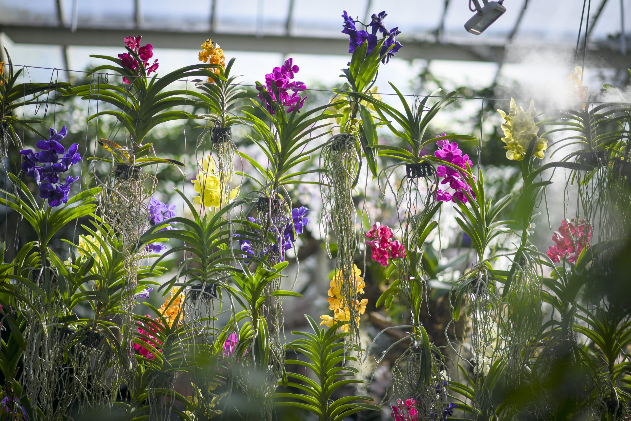 Orchid Festival at Kew Gardens