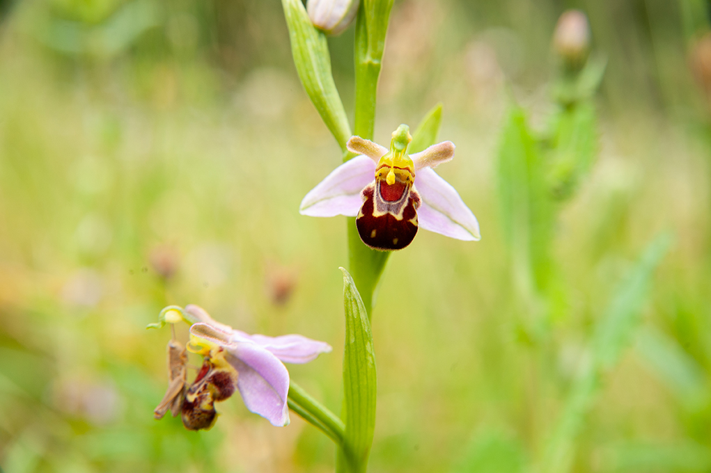 Photograph of Ophrys apifera, bee orchid, at Kew Gardens