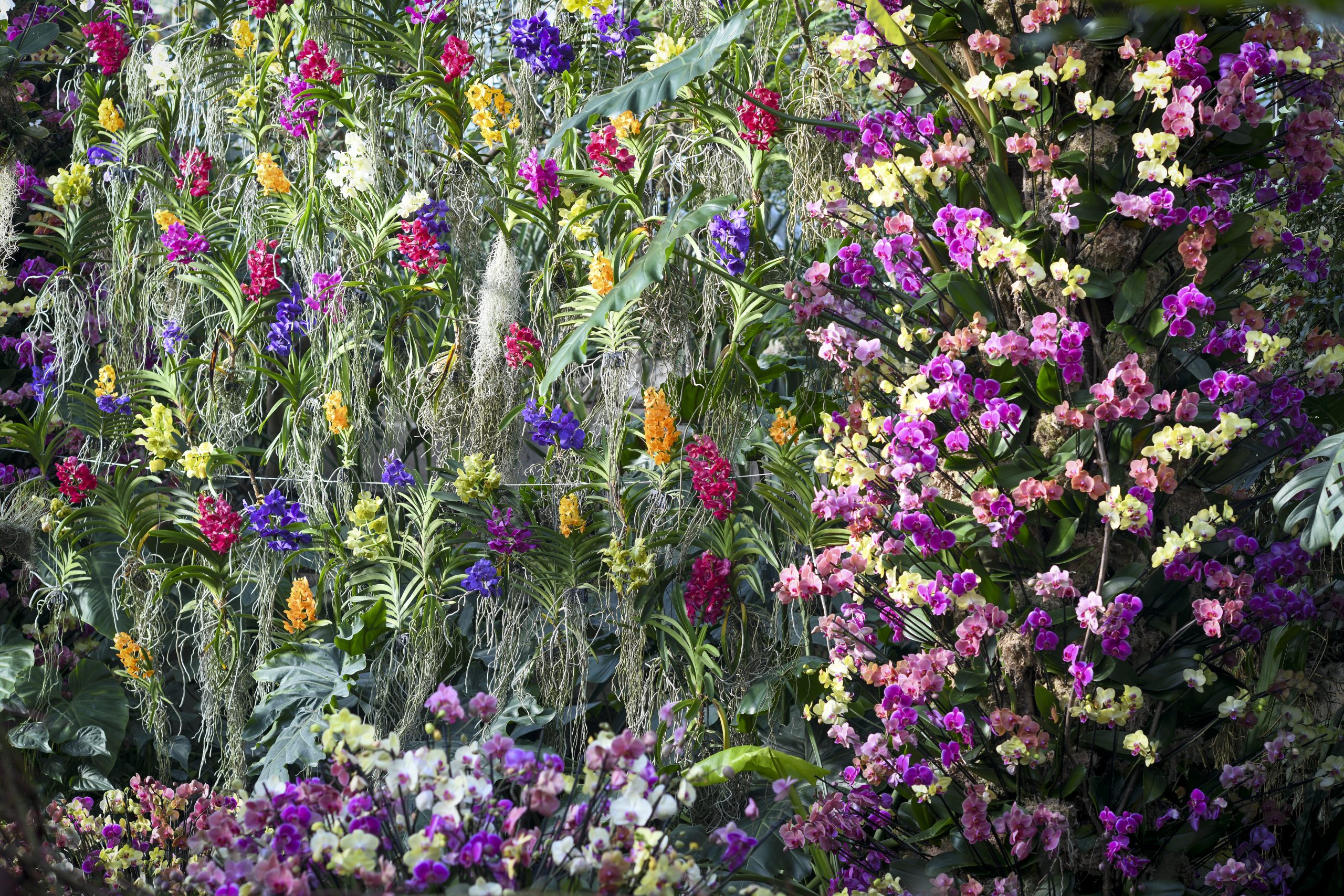 Orchid Festival at Kew Gardens