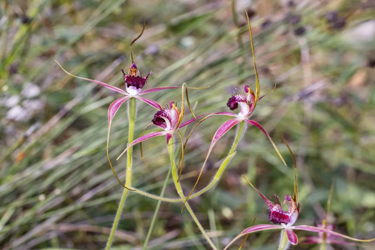 Spider Orchids - Caladenia Spider Orchids - Caladenia