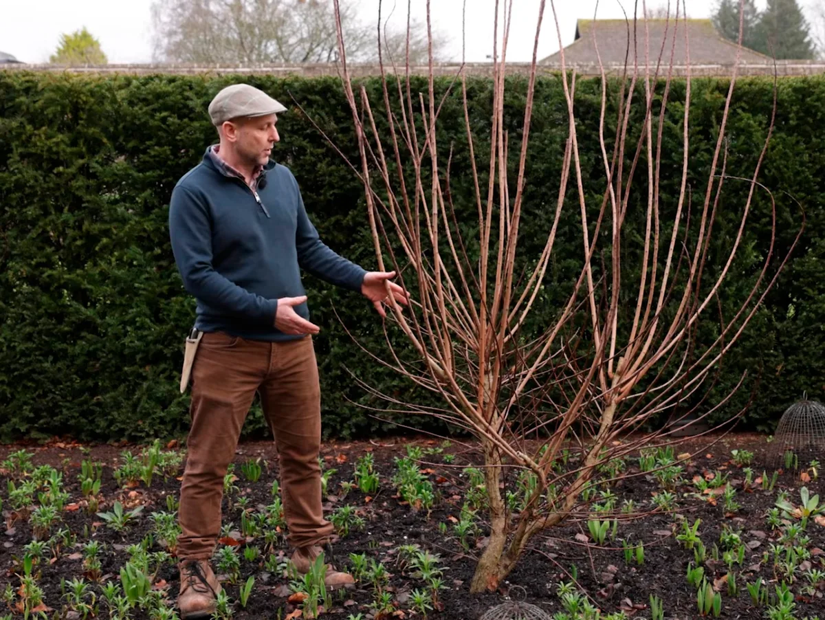 Tim Stretton Cotinus Tim Stretton standing beside a Cotinus bush