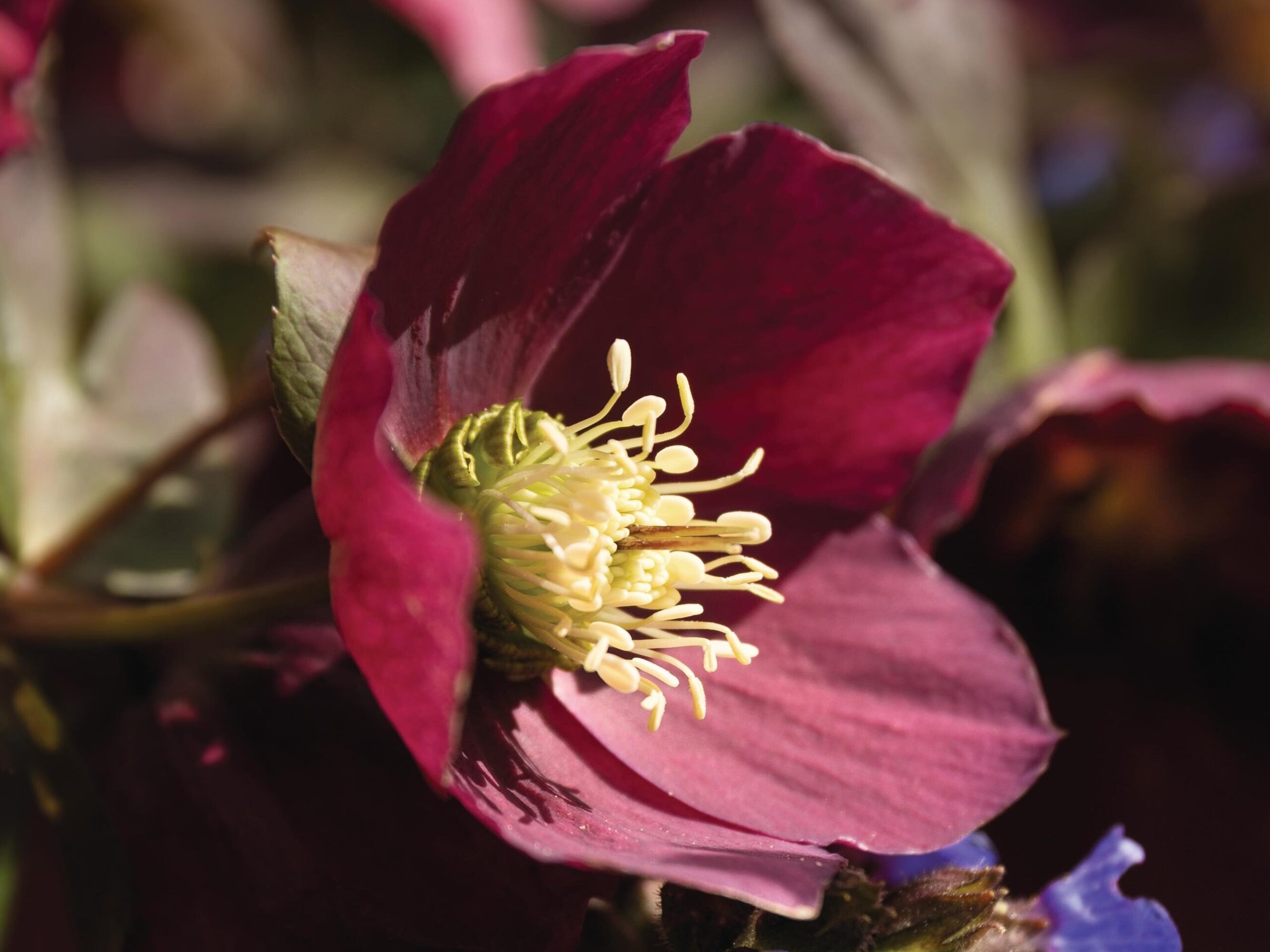Helleborus x hybridus good red