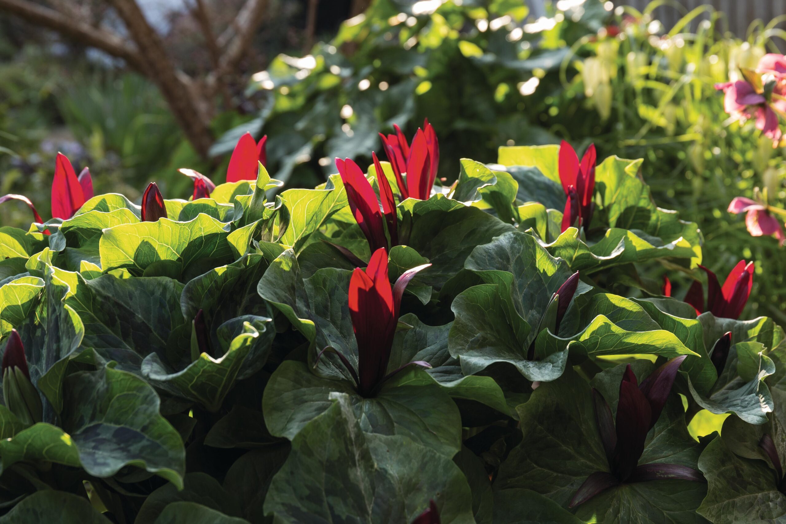 Light catching the impressive red petals of Trillium kurabayashii in Elizabeth Strangman's garden