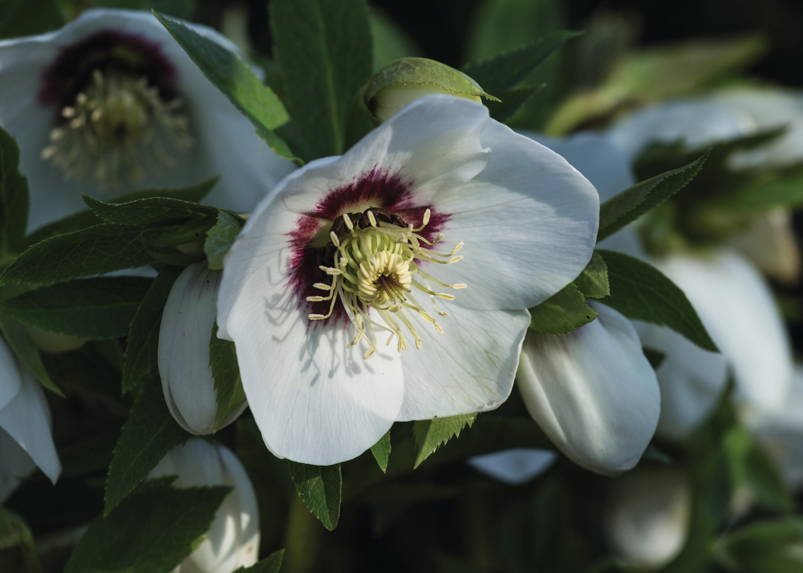 Helleborus x hybridus white with red heart