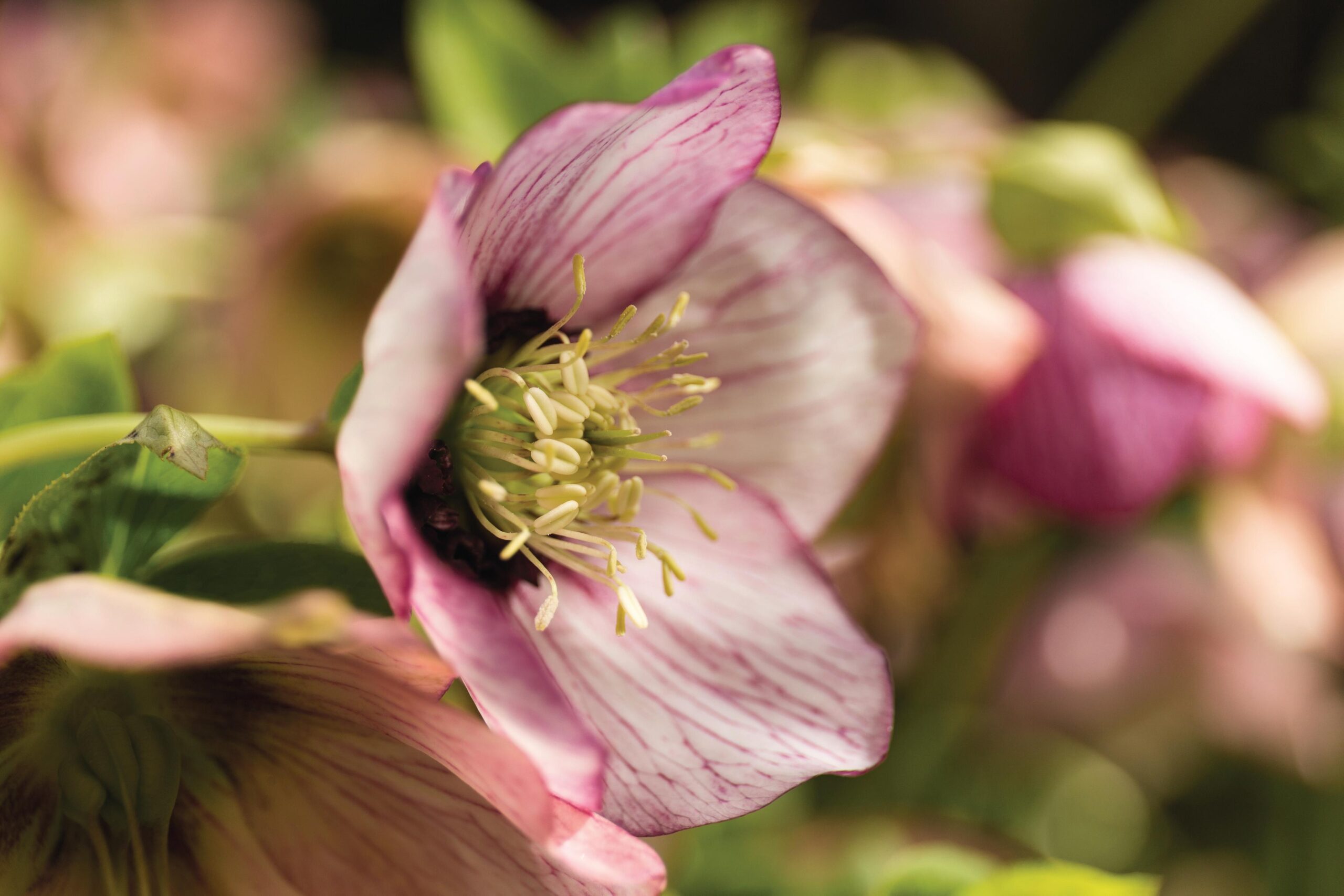 Helleborus x hybridus Picotee Group