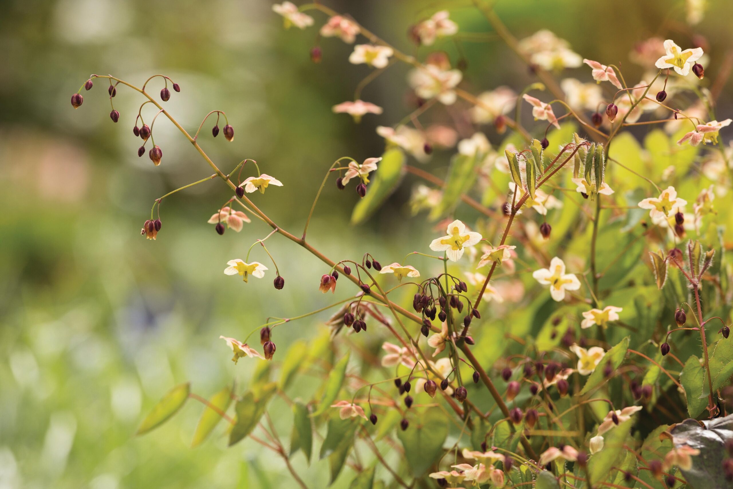 Epimedium ‘Black Sea’