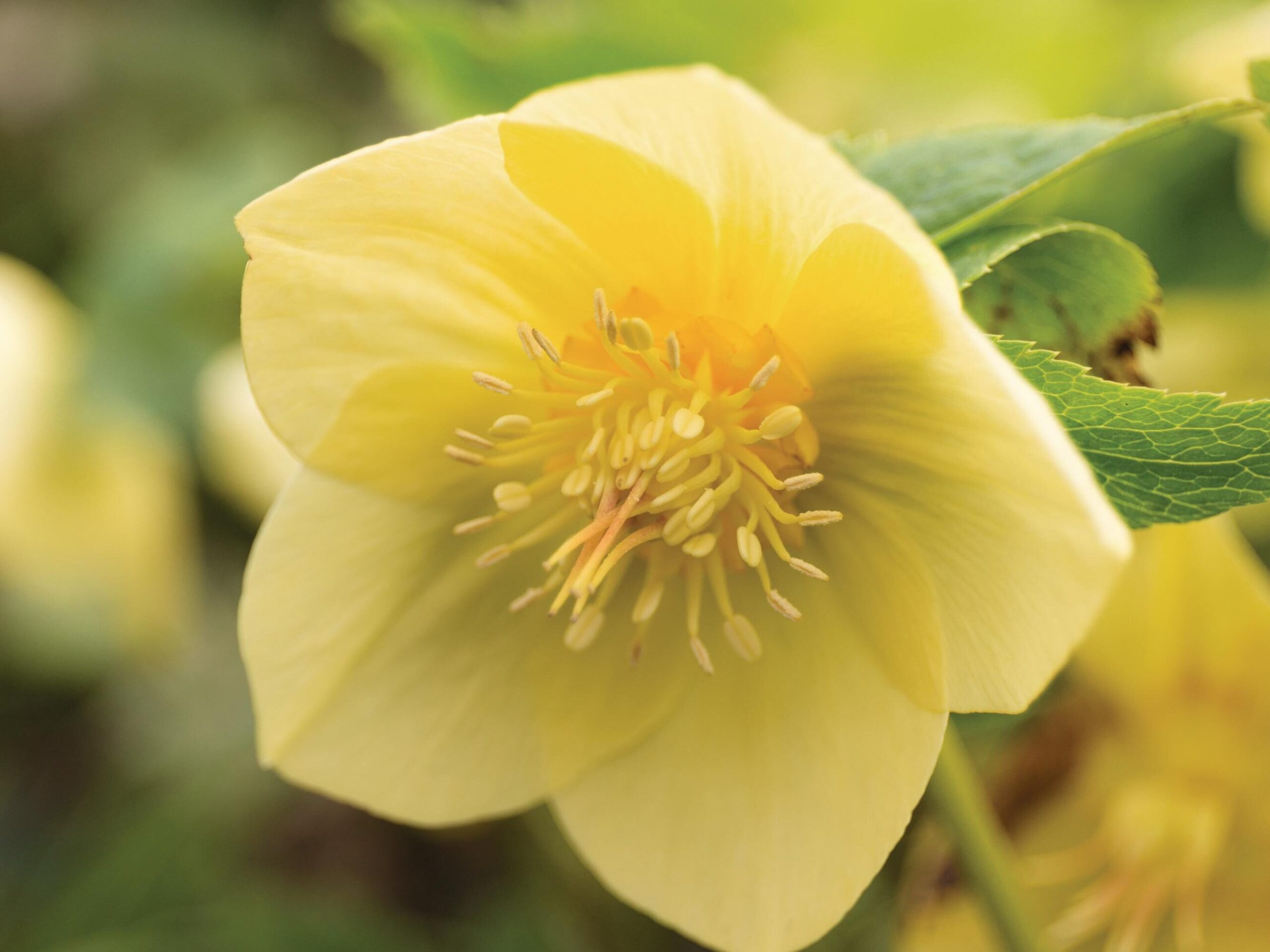 Helleborus x hybridus yellow