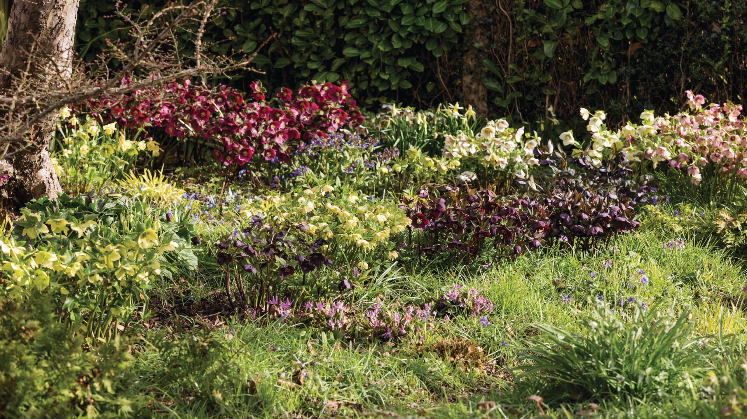 Hellebores in Elizabeth Strangman's East Sussex garden