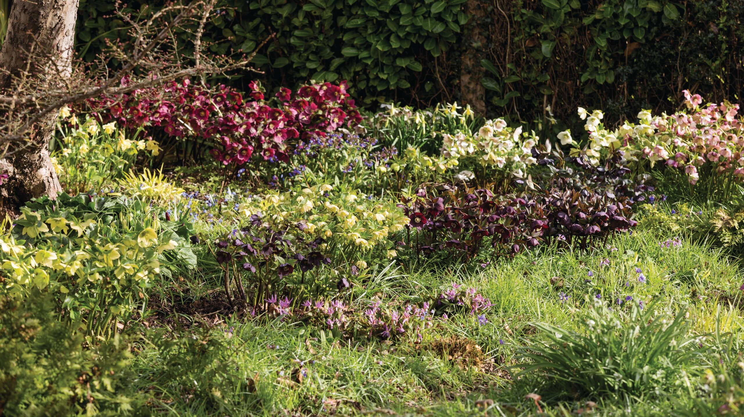 Hellebores in Elizabeth Strangman's East Sussex garden