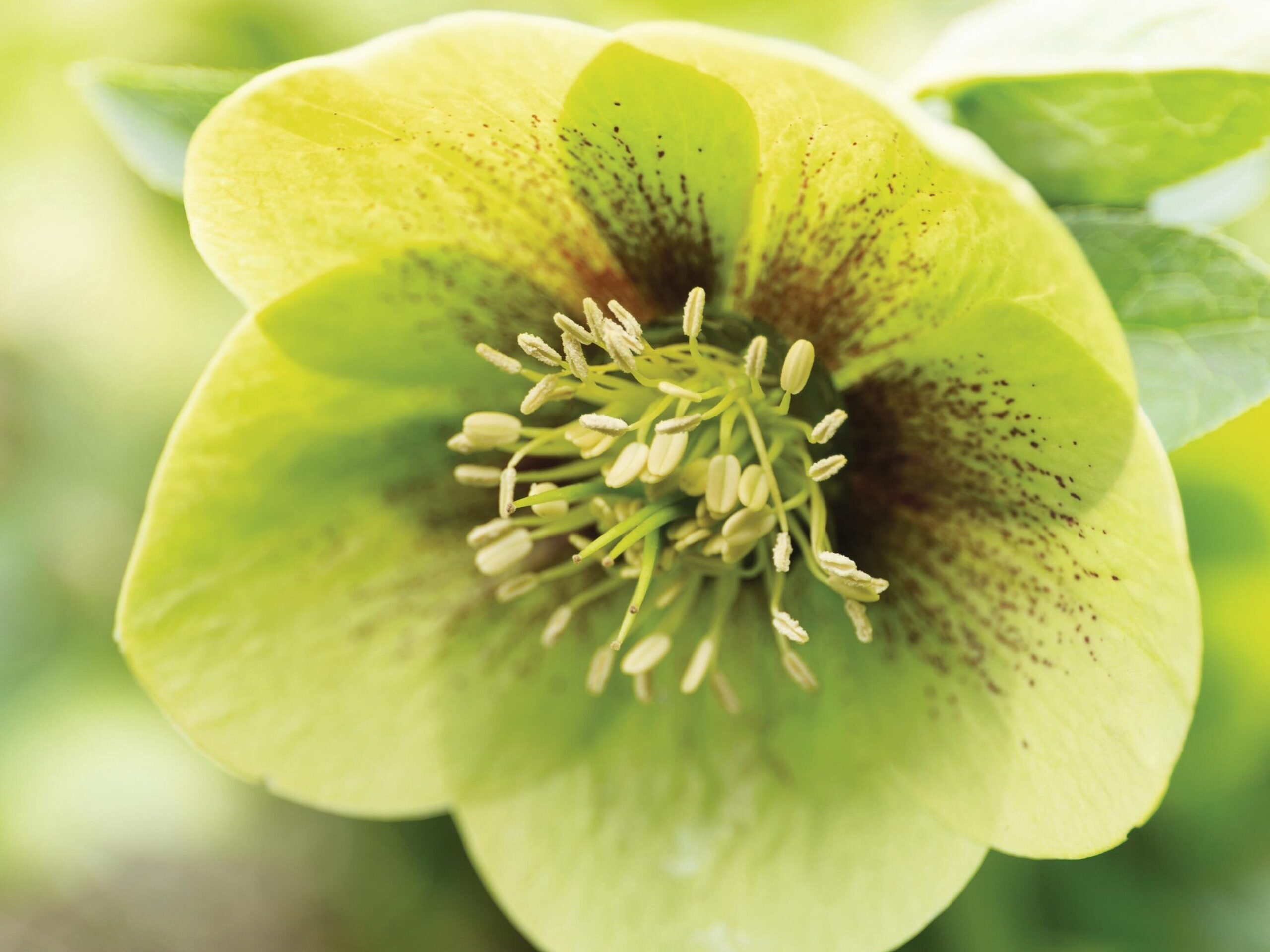 Helleborus x hybridus green with red speckles