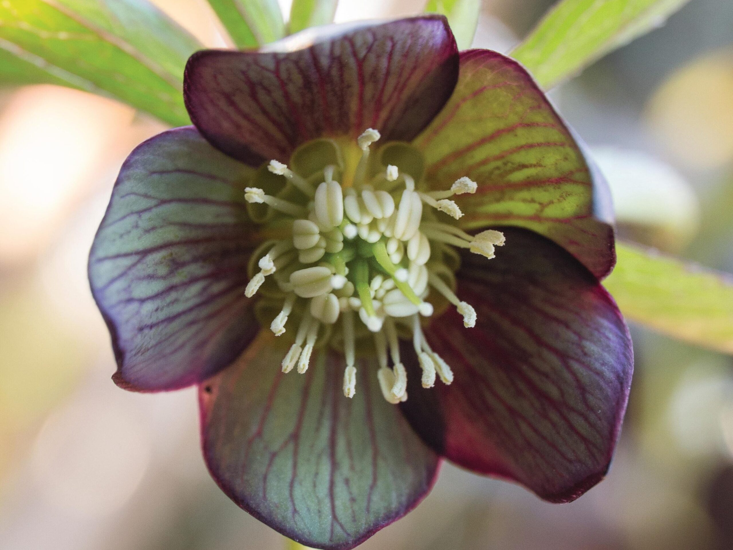 Helleborus torquatus