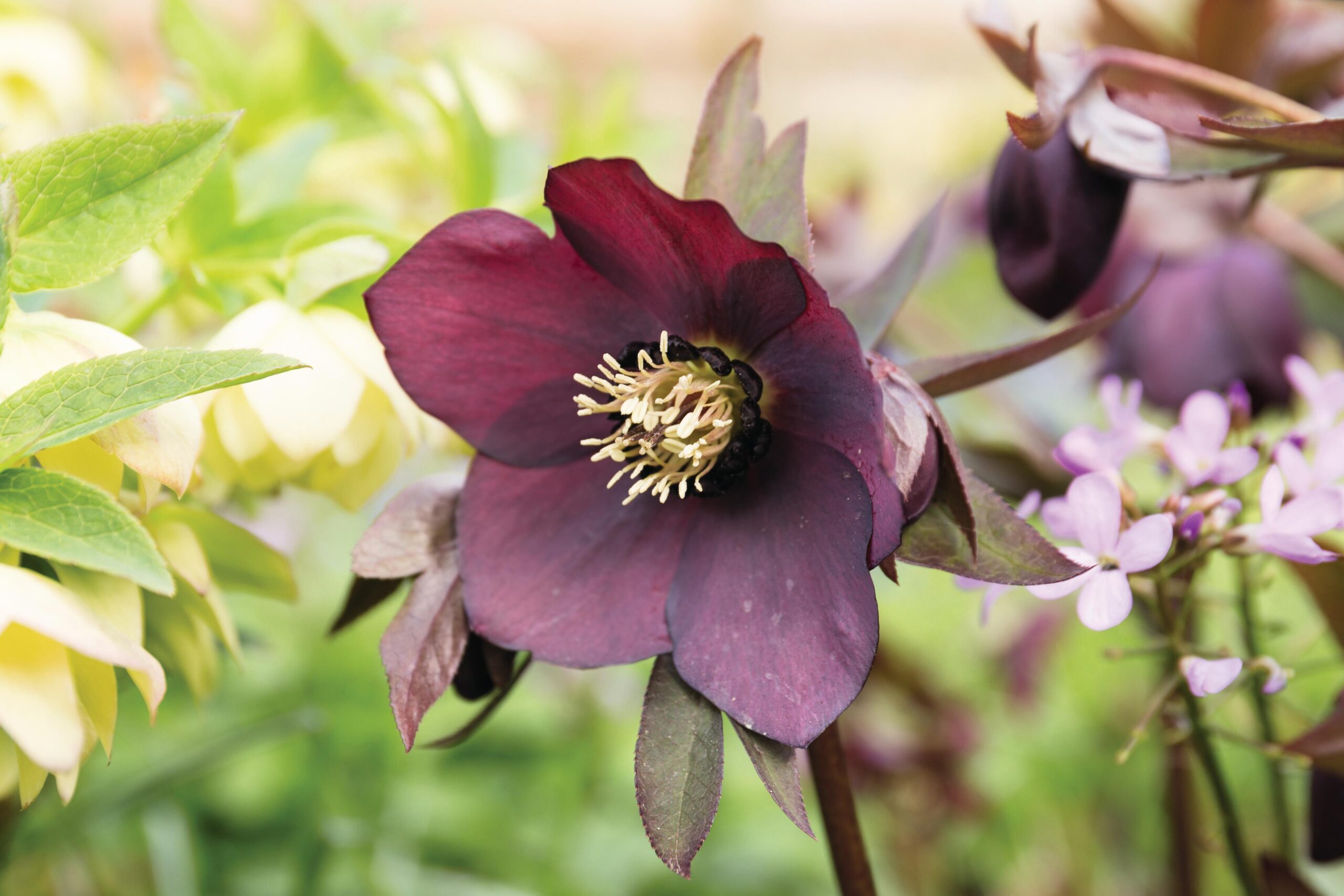 Helleborus x hybridus ‘Queen of the Night’