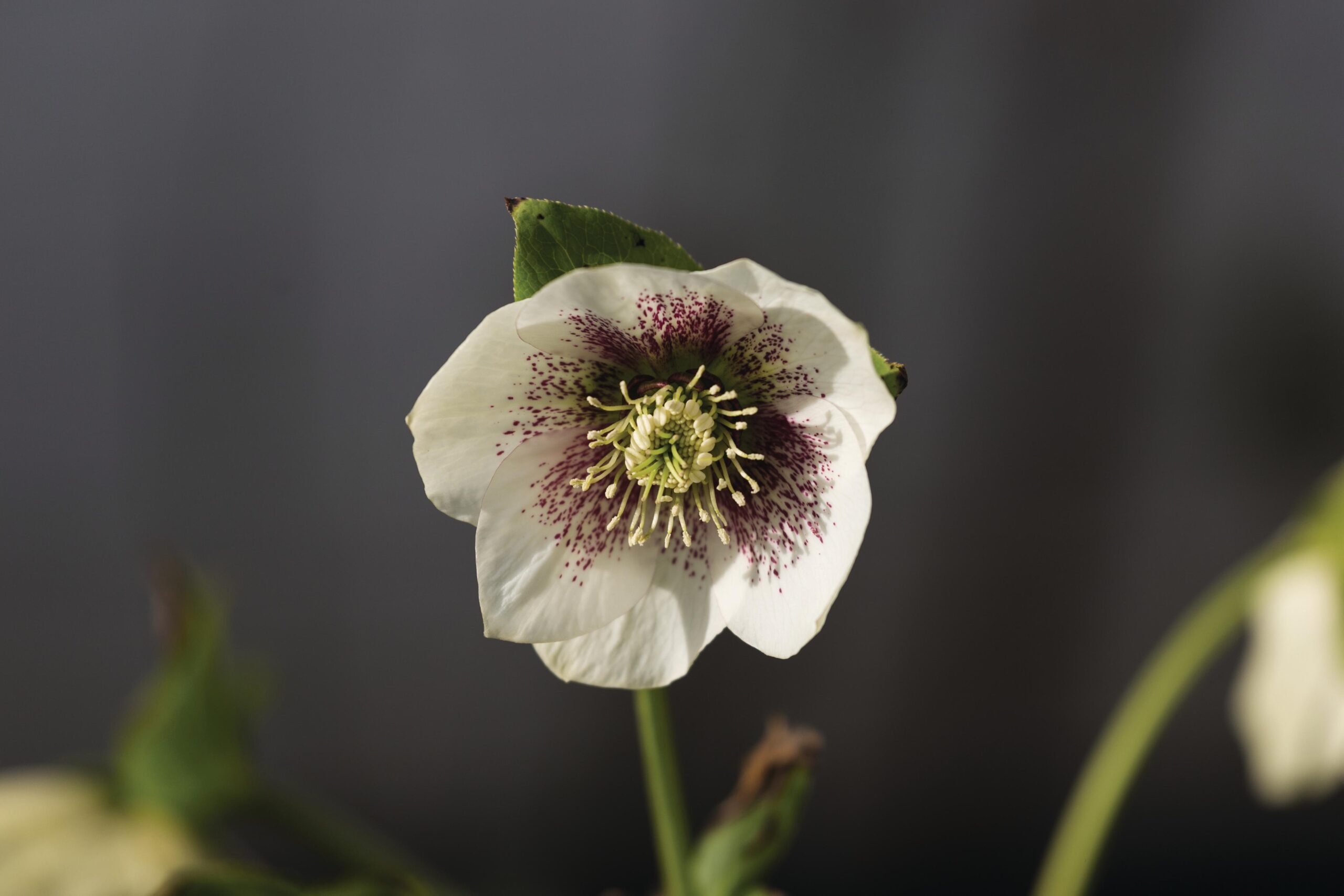 Helleborus x hybridus speckled white