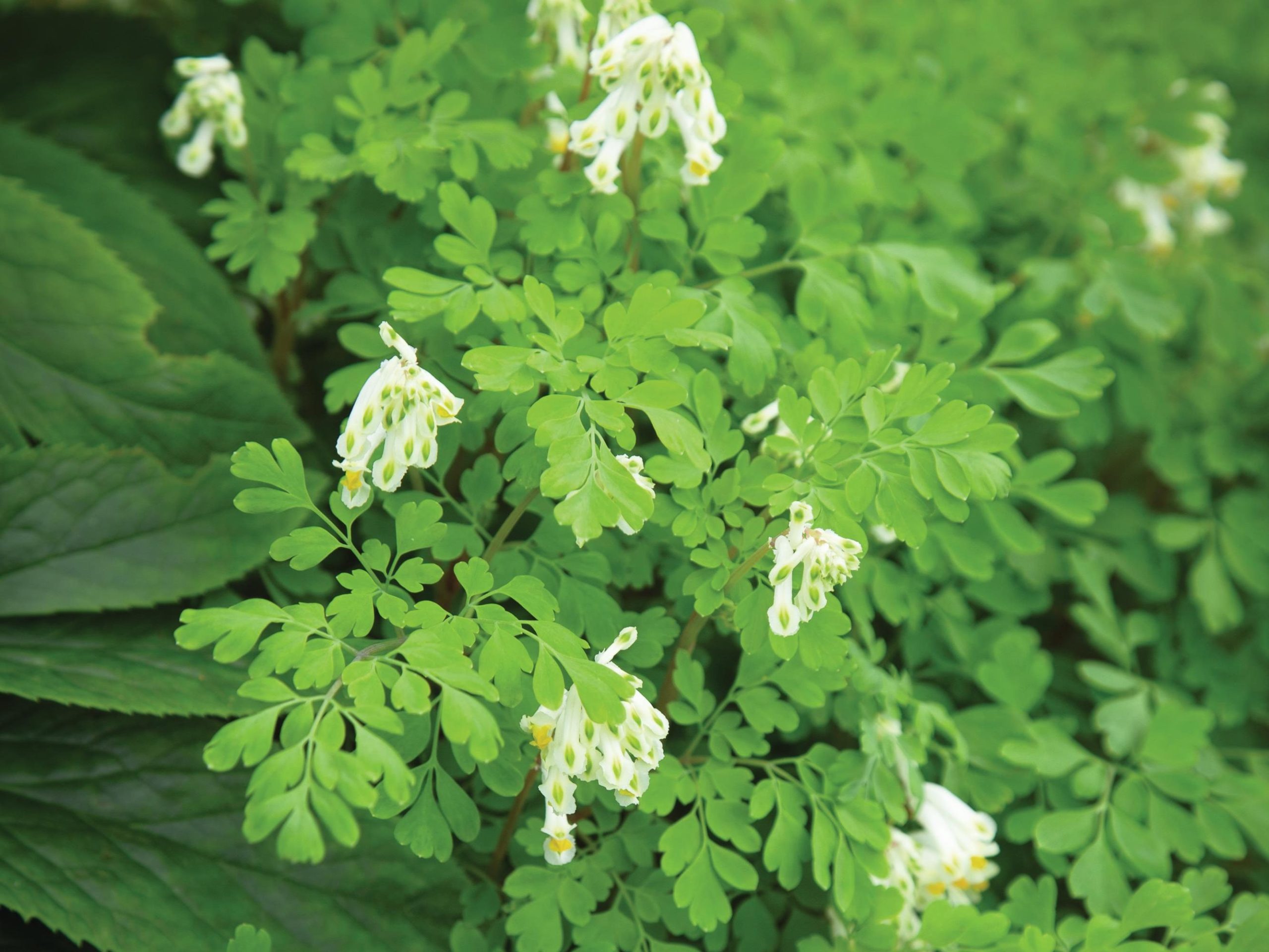 Corydalis ochroleuca