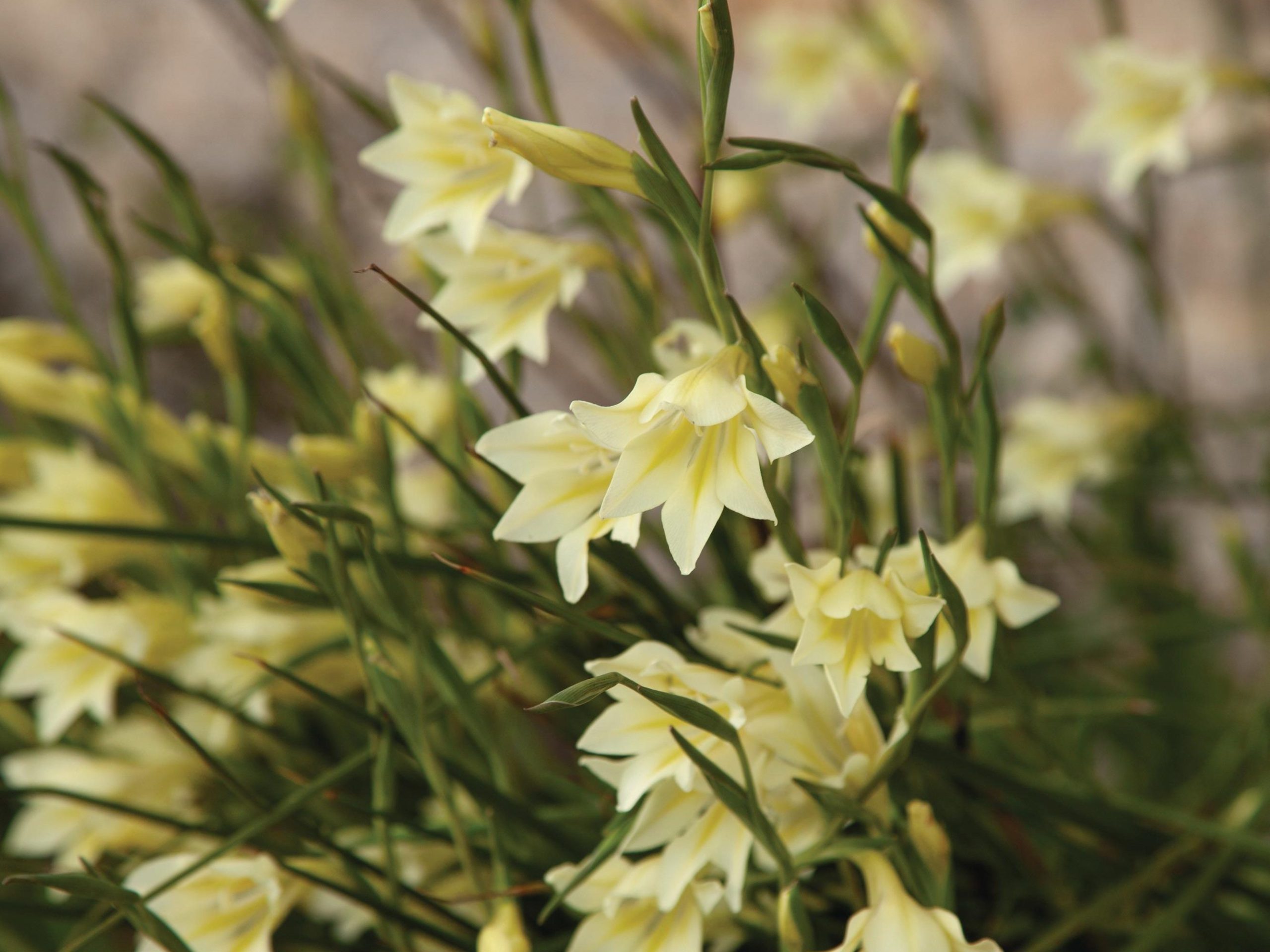 Gladiolus tristis