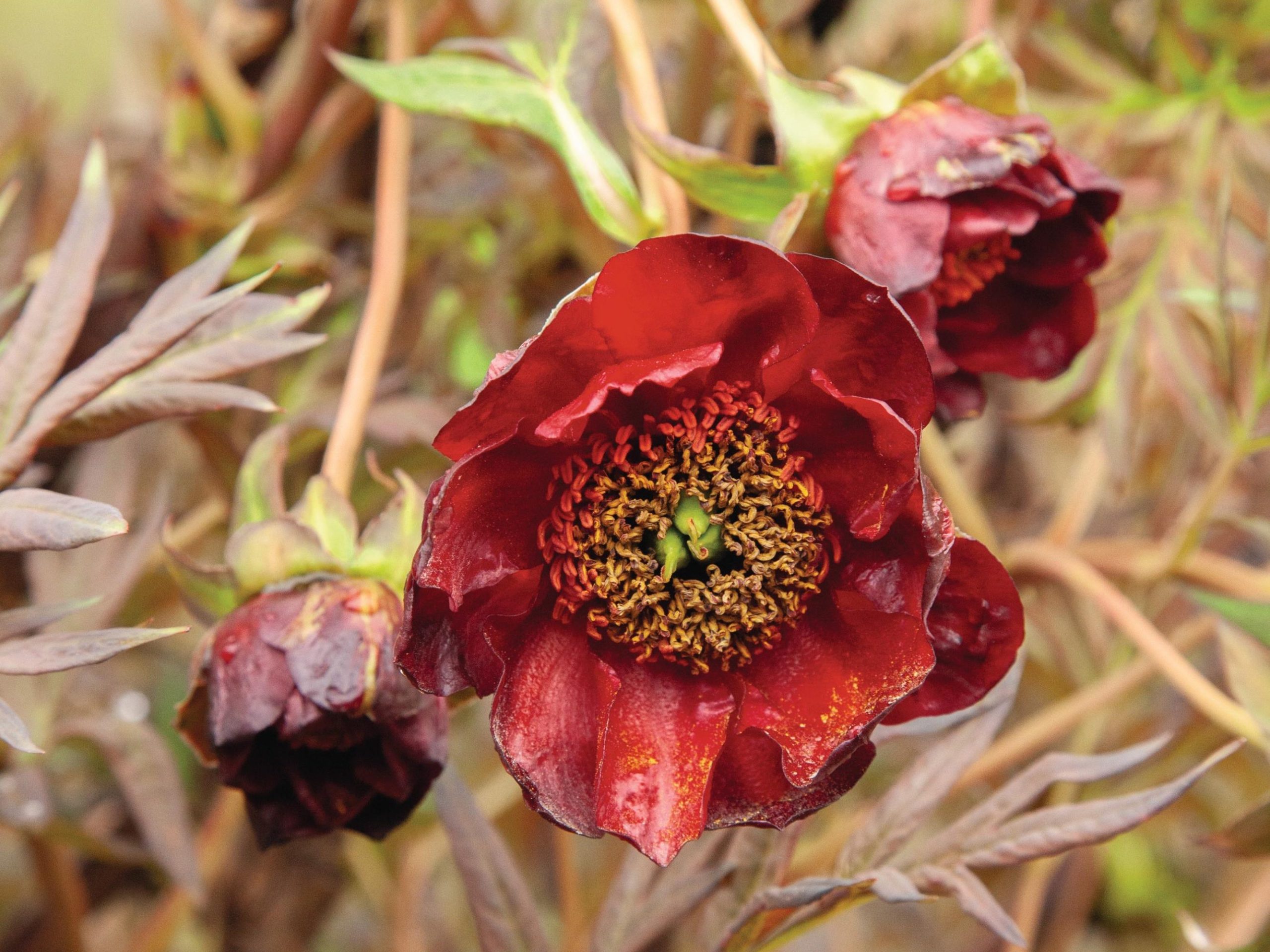 Paeonia delavayi