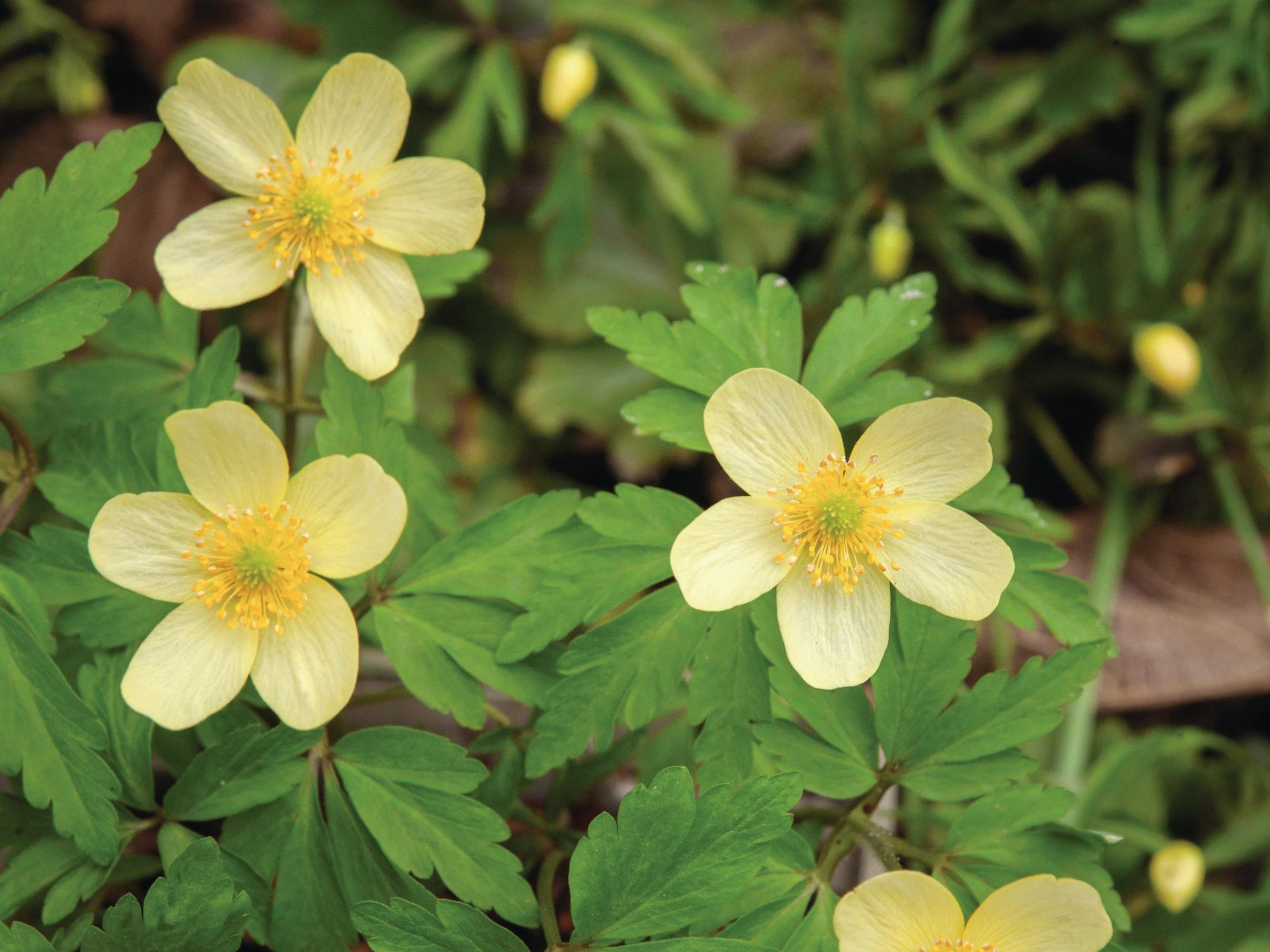 Anemone x lipsiensis 'Pallida'
